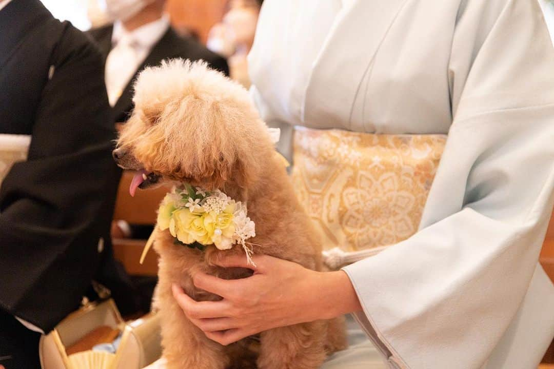 富山結婚式 ヴィラグランディス富山のインスタグラム：「， ワンちゃん参加もOK🙆🏻‍♀️ ， ワンちゃんも家族です🐶 是非1番近くで見守ってもらいましょう💗 ，  ， ， ， ， ， ， ， ， ， *･゜ﾟ･*:.｡..｡.:*･'･*:.｡. .｡.:*･゜ﾟ･* *･゜ﾟ･*:.｡..｡.:*･'･*:.｡. .｡.:*･゜ﾟ･* ご結婚式をお考えの方はぜひブライダルフェアへのご参加もお待ちしております♬ *･゜ﾟ･*:.｡..｡.:*･'･*:.｡. .｡.:*･゜ﾟ･* *･゜ﾟ･*:.｡..｡.:*･'･*:.｡. .｡.:*･゜ﾟ･* ， ， ， ， ， ， ， ， ， ， ， ， ， ， ， ， #ヴィラグランディス富山 他の写真も気になる方はプロフィールから 公式HPもご覧ください▶︎▶︎▶︎」