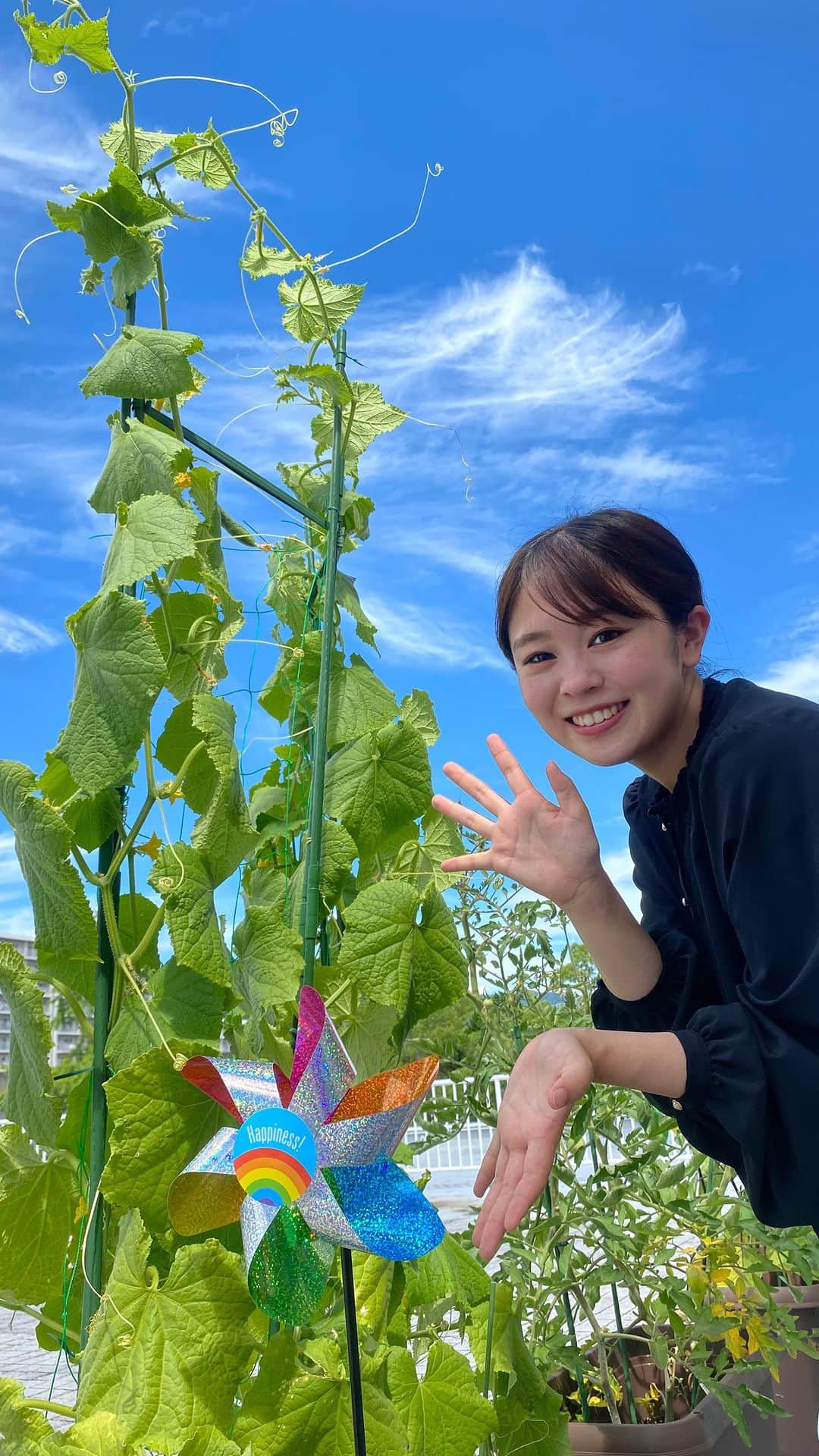 広島ホームテレビ「HOME NEXT neo」のインスタグラム：「野村です☺︎  鳥除けに効くと言われているキラキラした風車を設置してみました✨  カラフルで可愛い🌈 よく晴れた空に合いますね♪  #野菜 #トマト #きゅうり #なす #風車 #カラフル #虹 #青空 #空」