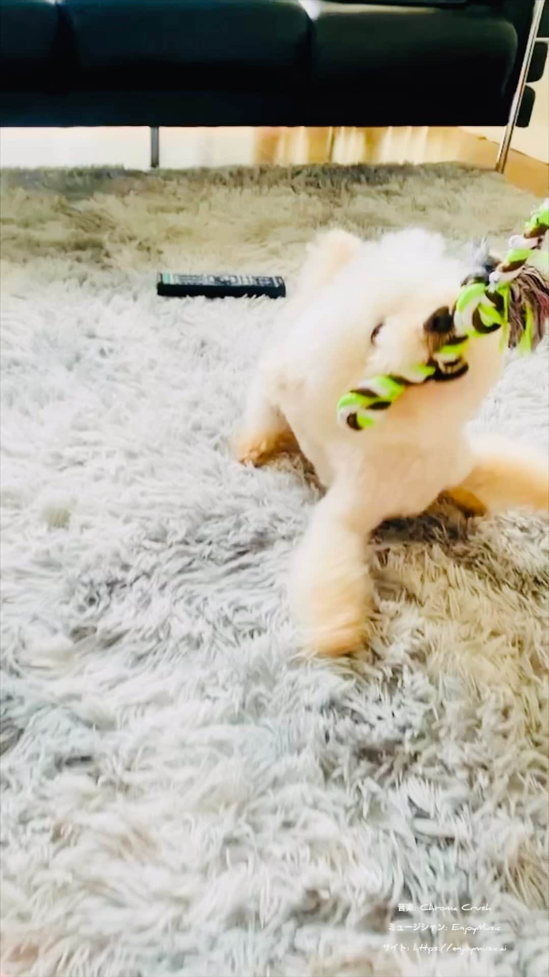 のインスタグラム：「今日も1日お疲れ様でした👏✨✨✨ 本日から３日間,ボス&小ボスが居ないのでハニーのお世話に徹します🫡  #ハニー #トイプードル #大沢樹生⠀ #大澤樹生⠀ #おおさわみきお⠀ #mikioosawa ⠀ #osawamikio ⠀ #mikiooffice⠀ #ミキオオフィス」