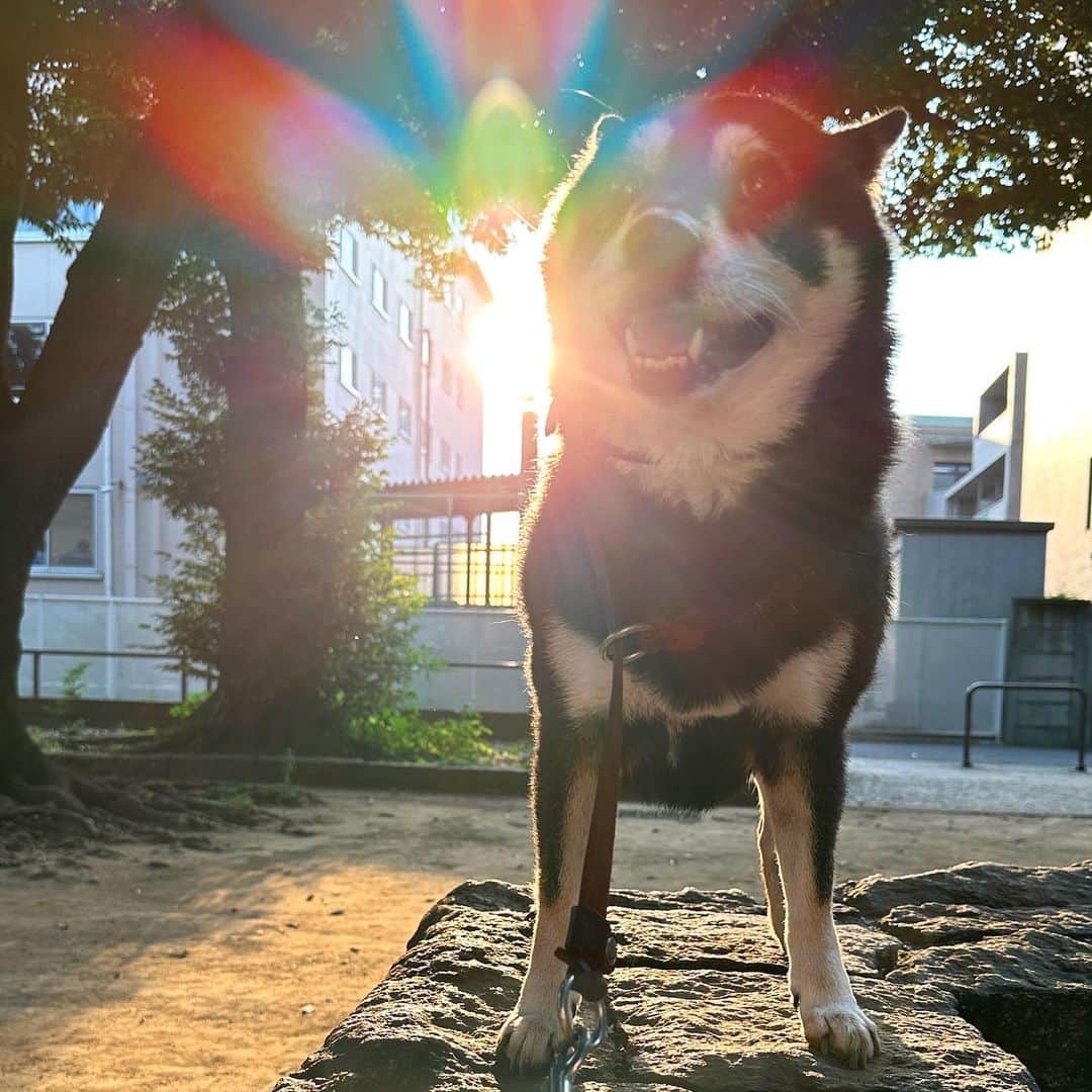 vo_coのインスタグラム：「🐾 飼い主、熱中症のリハビリでこたちゃんの夕散歩へ 気を付けてたつもりでもなっちゃうのが熱中症 今年はホントにヤバい なんでまだ梅雨明けてないんだろ もはや日本は温帯じゃなくて熱帯みたいなものだから梅雨って概念自体が形骸化してるよね ＊ #shibastagram #instashiba #shiba #shibainu #黒柴 #柴犬」