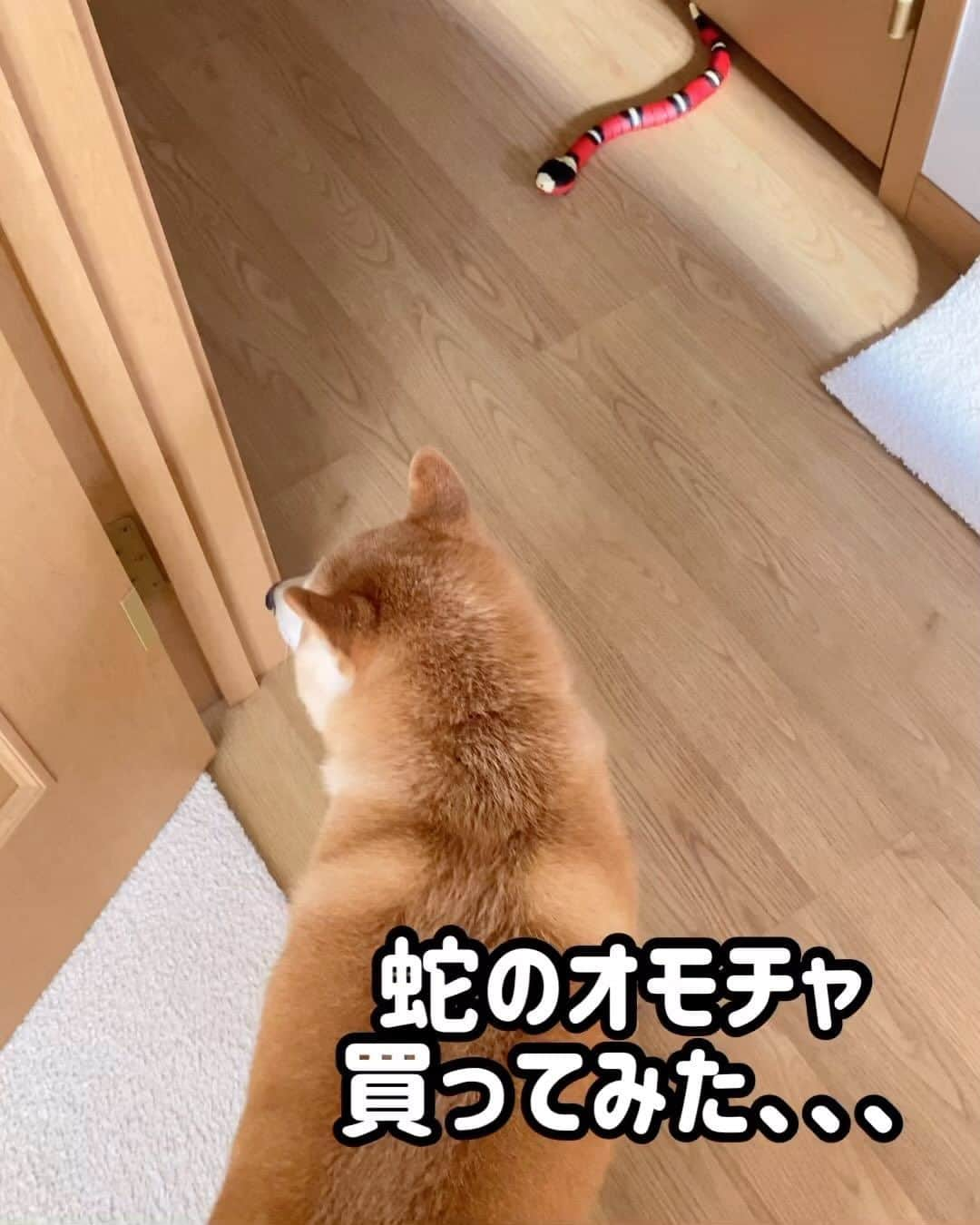 柴犬Mamesuke・Korosuke??大阪のインスタグラム：「このオモチャ、結構リアルな動きするよねー🤣 🐾-—*-—*-—*-—*🐾 #MameKoro #豆コロ #柴犬と子供 #犬と子供 #チャリちゃん見守り隊 #子守犬 #豆柴 #柴犬 #赤柴 #豆介 #コロ介 #shibagram #shibastagram #shibainu #shiba #🐕📷」