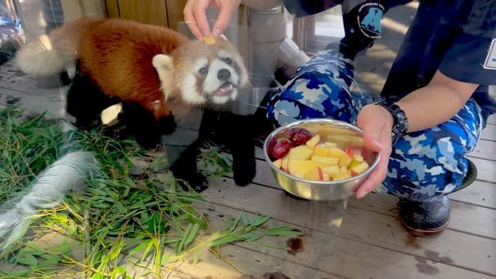 長江里加のインスタグラム：「🍎🍌🥝 もふもふぴとぴとつやつや」