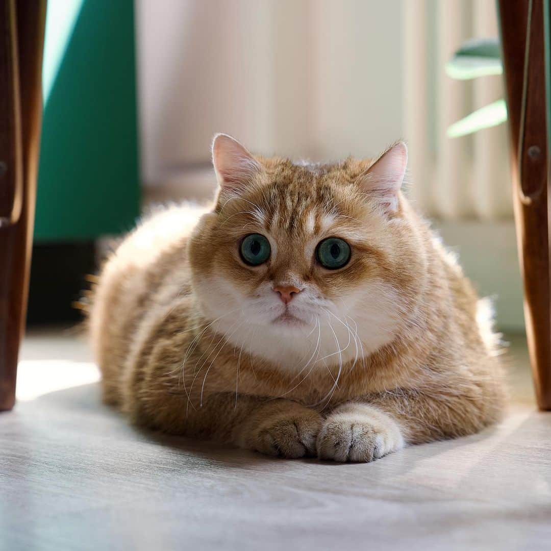 Hosicoさんのインスタグラム写真 - (HosicoInstagram)「I'm waiting for my order in a restaurant 🍽️」7月18日 18時44分 - hosico_cat