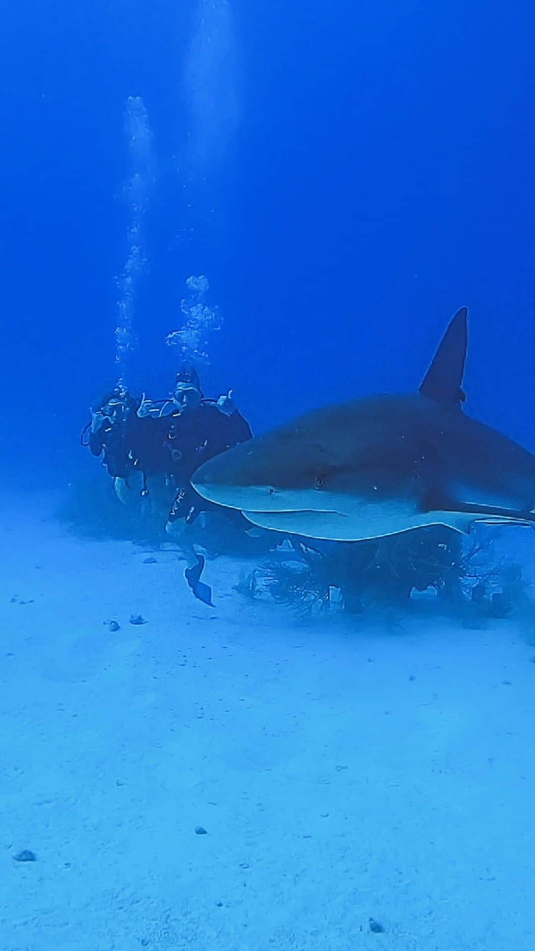 DJアシュバのインスタグラム：「Diving with Sharks!  Shooting Surviving Mann All Stars,  50 miles off the coast of Belize, with @aggressoradventures for @americanstoriestv!   We got to dive at one of the most famous spots in the world, the #bluehole.   #ScubaDiving #Shark #Belize #aggressorliveaboards」