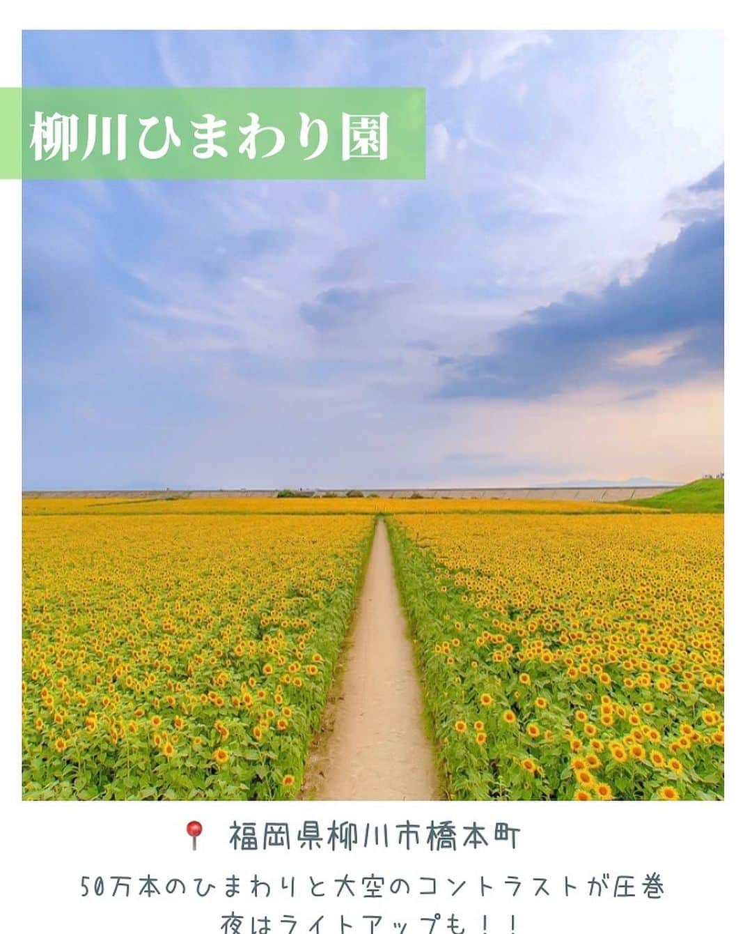 aumoさんのインスタグラム写真 - (aumoInstagram)「最近はカンカン照りの暑い日が続きますね！！☀️ 今回は、夏のおでかけにおすすめな全国のひまわり畑をご紹介します👏 . ぜひ保存して、お出かけの際に参考にしてみてください◎ . Credit : @ke._.ta1101さん @ryopiece1103　さん @74.mariさん @tt.kanazawa さん  素敵なお写真ありがとうございます😊 . . . あなたが撮影した写真に 「#aumo」をつけてください♪ あなたの投稿が明日紹介されるかもっ🌷 . . aumoアプリは毎日配信！お出かけや最新グルメなどaumo読者が気になる情報が満載♡ ダウンロードはプロフィールのURLから🌈 . . #aumo #アウモ #福岡観光 #神奈川観光 #千葉観光 #石川観光 #話題スポット #おすすめスポット #ひまわり #ひまわり畑 #ヒマワリ畑　#柳川ひまわり園　#ソレイユの丘　#長井海の手公園　#成田ゆめ牧場　#河北潟ひまわり村　#お花畑 #おでかけスポット #フォトスポット #インスタ映え #フォトジェニック #絶景スポット #ファインター越しの私の世界」7月18日 19時03分 - aumo.jp