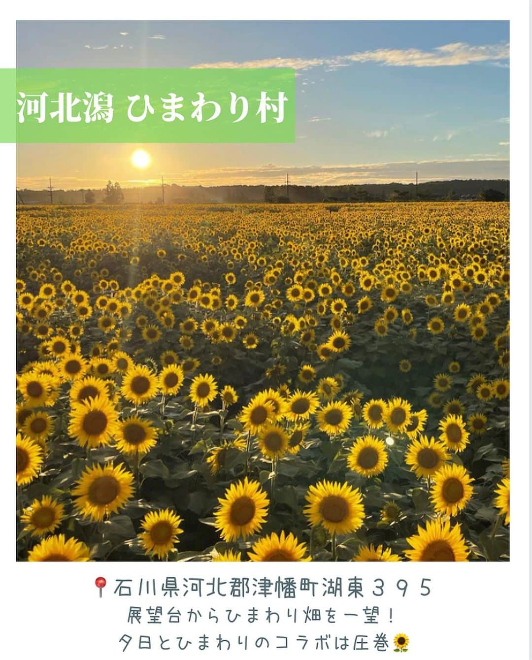 aumoさんのインスタグラム写真 - (aumoInstagram)「最近はカンカン照りの暑い日が続きますね！！☀️ 今回は、夏のおでかけにおすすめな全国のひまわり畑をご紹介します👏 . ぜひ保存して、お出かけの際に参考にしてみてください◎ . Credit : @ke._.ta1101さん @ryopiece1103　さん @74.mariさん @tt.kanazawa さん  素敵なお写真ありがとうございます😊 . . . あなたが撮影した写真に 「#aumo」をつけてください♪ あなたの投稿が明日紹介されるかもっ🌷 . . aumoアプリは毎日配信！お出かけや最新グルメなどaumo読者が気になる情報が満載♡ ダウンロードはプロフィールのURLから🌈 . . #aumo #アウモ #福岡観光 #神奈川観光 #千葉観光 #石川観光 #話題スポット #おすすめスポット #ひまわり #ひまわり畑 #ヒマワリ畑　#柳川ひまわり園　#ソレイユの丘　#長井海の手公園　#成田ゆめ牧場　#河北潟ひまわり村　#お花畑 #おでかけスポット #フォトスポット #インスタ映え #フォトジェニック #絶景スポット #ファインター越しの私の世界」7月18日 19時03分 - aumo.jp