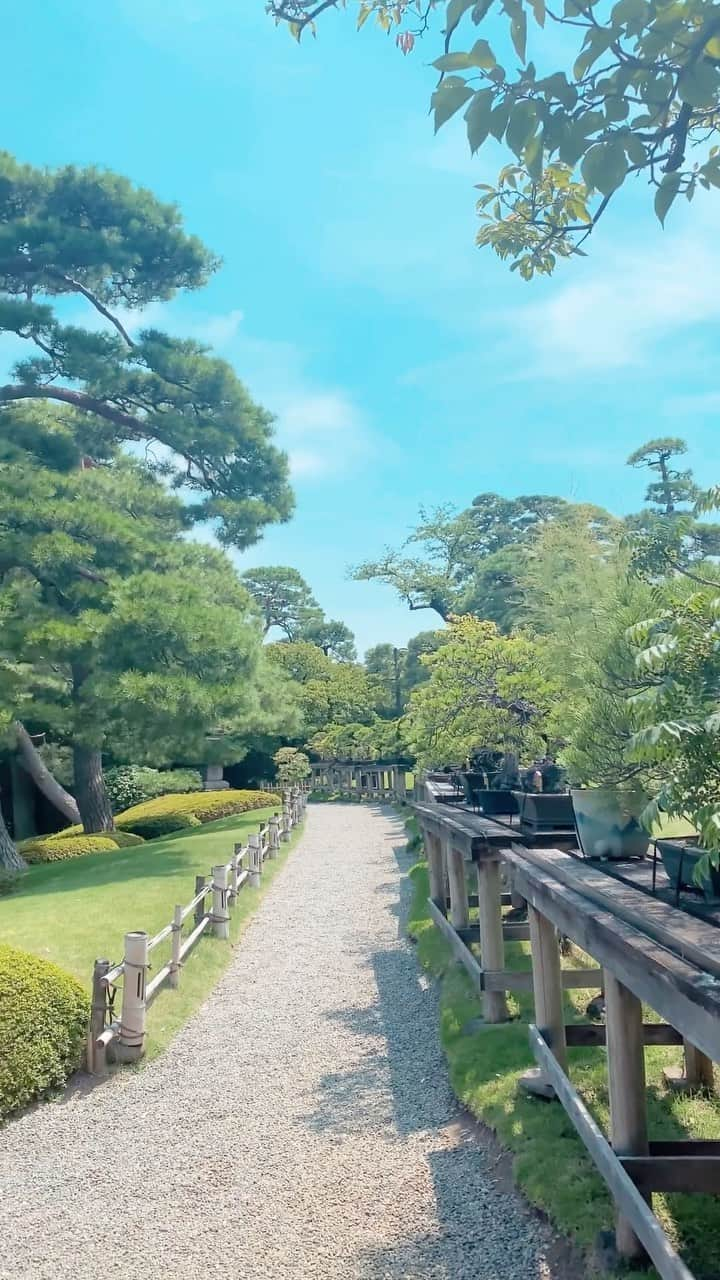 八芳園のインスタグラム：「夏らしく蝉の声が響き渡る、日本庭園🍃  陽差しの暑さが身に染みるなか、 池へと流れる風が心地よい涼をもたらします。  港区白金台の八芳園で、 季節の輝きをご堪能ください。  🍃✨🍃✨🍃  #八芳園 #結婚式場 #日本庭園 #happoen #初夏を楽しむフォトコンテスト2023  #二十四節気 #小暑 #晴れ #池 #夏 #日本の四季 #イマソラ   #二十四節気 #カメラ部 #写真好きな人と繋がりたい #東京カメラ部 #その瞬間に物語を #風景写真   #japanesegarden #japan_of_insta #japaneseculture #jp_views #special_spot #tokyo #japan_daytime_view #ig_jp #japanoinsta #japantravel #tokyotrip #tokyotokyo」