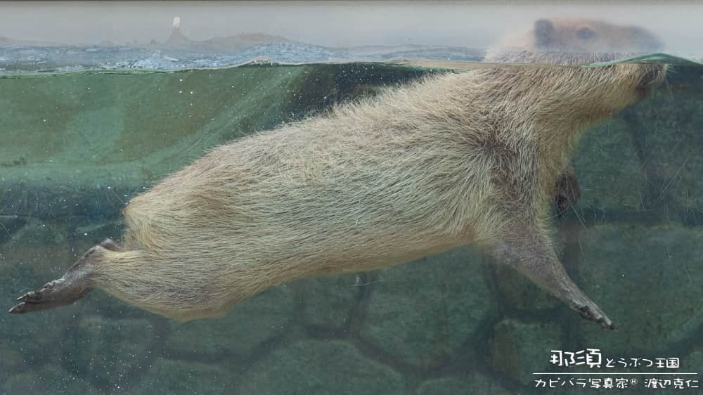 渡辺克仁さんのインスタグラム写真 - (渡辺克仁Instagram)「一緒に泳ぎたい。  #カピバラ #水豚 #capybara #那須どうぶつ王国 #可愛い #かわいい #pretty #動物園 #栃木県」7月18日 19時00分 - katsuhito.watanabe