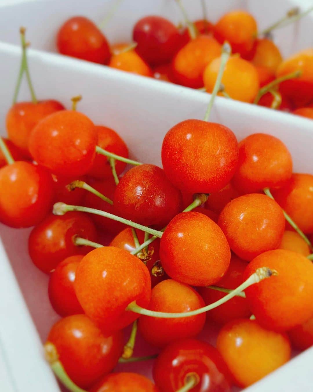 さくまみおさんのインスタグラム写真 - (さくまみおInstagram)「ちょっと前だけど夏本番前に縮毛矯正でうねり防止してもろた(仕込み重要)  ＼Thanks／ ✂︎寺村氏 @trmryt  📷ゆいc @y_oyasumi_   部員さんがオススメしてくれたエスプロの酵素も届いてた！ 🍒好き過ぎて限定の佐藤錦ブレンドをチョイス👍🏻うまし @estheprolabo_official   差入れの🧁も無意識に🍒選んでますやん(今気づいたw) 砂糖や小麦や牛乳使ってないらしいのにちゃんと甘くて美味しかった😳どーなってんだ！ @sotarte_   実写🍒は姫ちゃんの出産祝いのお返しに頂いたカタログからチョイス♡ありがと姫ちゃんー🤤うまし  最近🍒見かけなくなっちゃったから今は絶賛🍈ブーム！ 夏は暑いけど色々美味しいから好き😋！！！  #ヘアケア #ヘアメンテ #縮毛矯正 #ボブ #ボブカット #トリートメント #さくらんぼよ永遠であれ #いっぱいリンク貼ってるけど何もprとかじゃないよ笑」7月18日 19時16分 - sakuma_mio