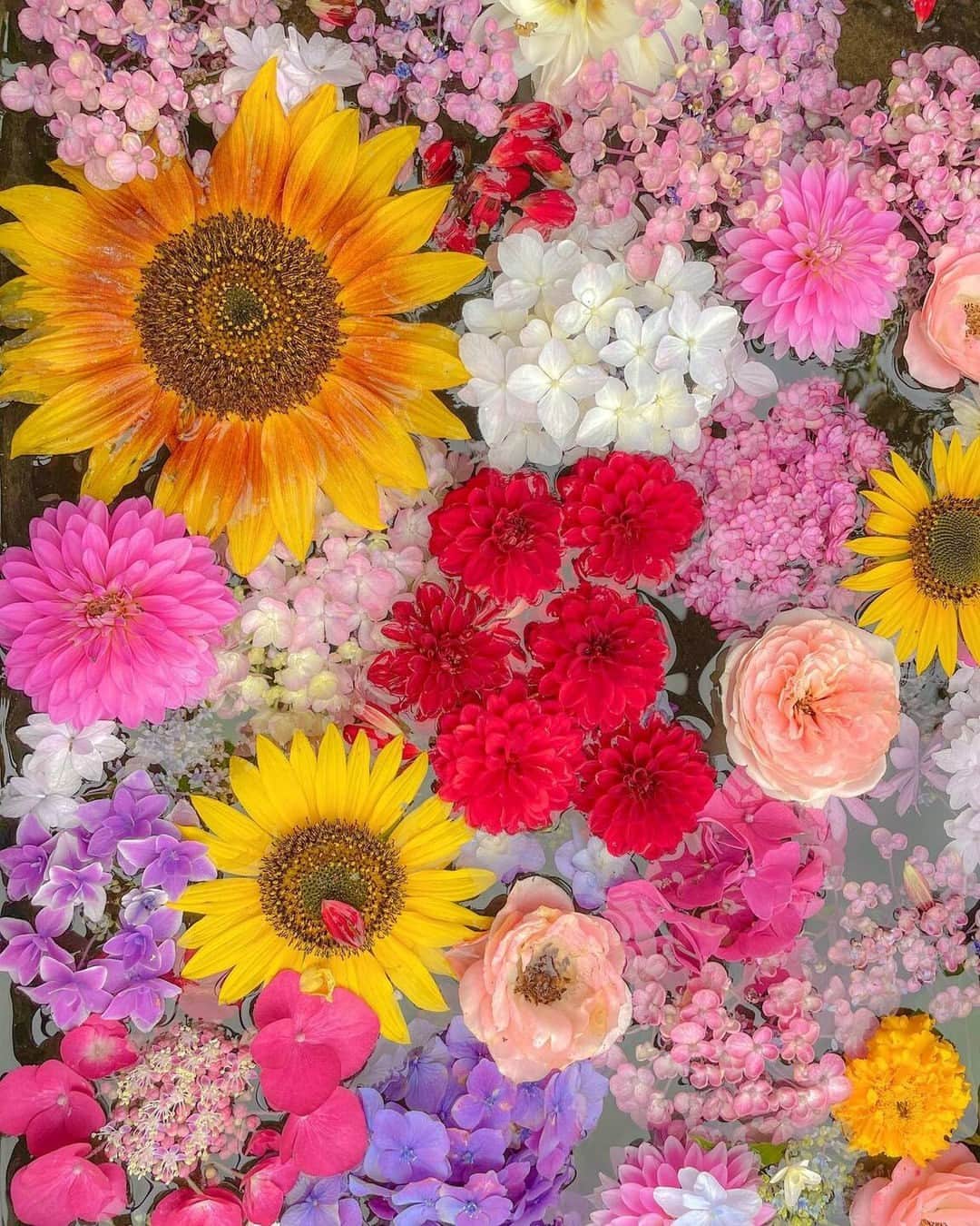 花の写真館さんのインスタグラム写真 - (花の写真館Instagram)「Photo by @aki_scenery. https://instagram.com/aki_scenery/ . Original Post[投稿いただいたURL] https://www.instagram.com/p/Ctz0HEFyQGi/ . 本アカウントは、 #私の花の写真 をつけてInstagramに投稿された皆さまの花の写真や、「花の写真館」Facebookページで投稿された花の写真を紹介します。 「花の写真館」Facebookページは、「 @floral.photograph 」のプロフィールにあるURLからご覧ください。 . ※各種法令、マナー、関係者の指示に従った撮影をお願いします。 *Please ensure that your photography adheres to all relevant laws, etiquette, and instructions issued by authorized persons. ※本アカウントは東京カメラ部がFacebook、Instagramのサービスを利用して運営しているもので、Meta社・Instagramとは一切関係ありません。 . #花の写真館 #floralphotograph #floralphoto #flower #flowers Follow: @floral.photograph」7月18日 19時30分 - floral.photograph