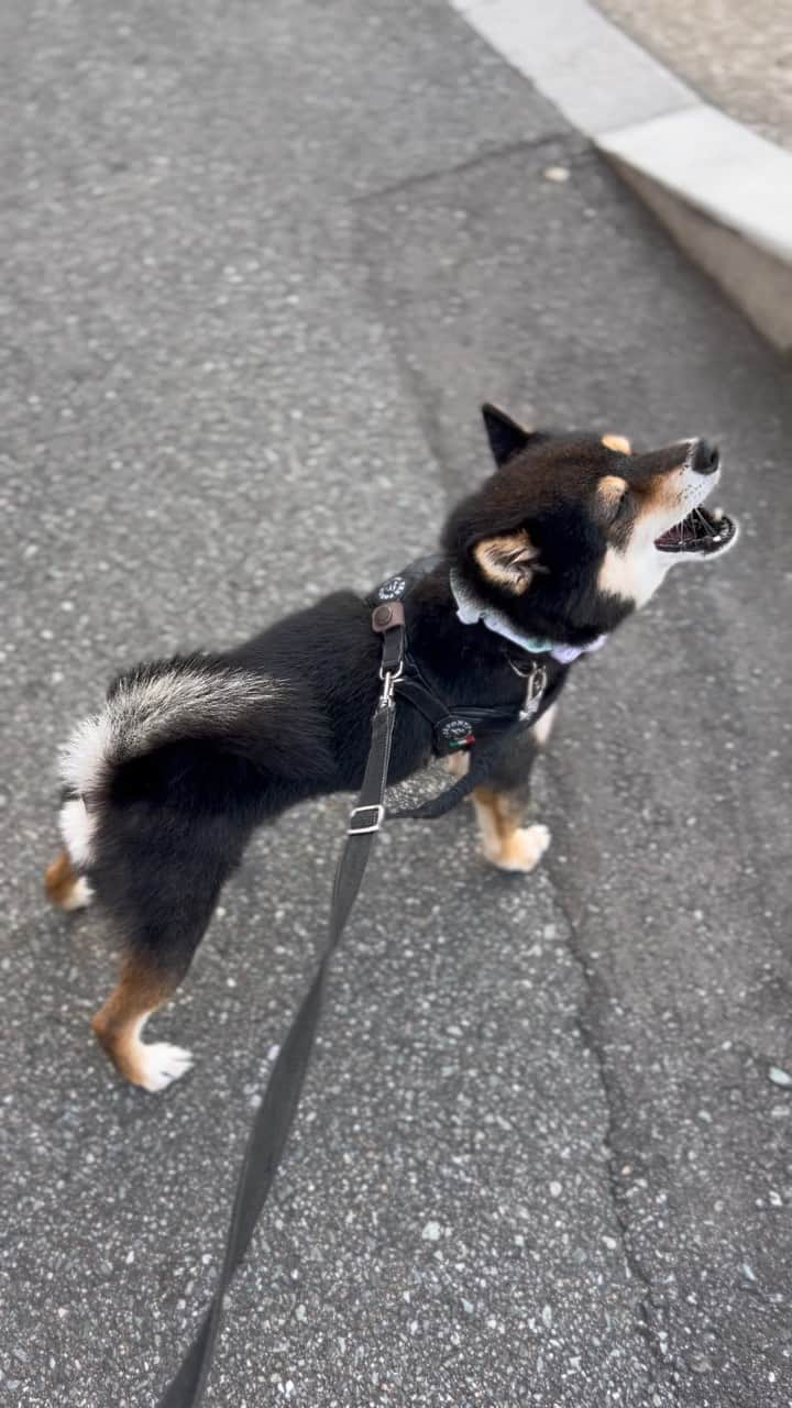 黒豆柴こむぎのインスタグラム：「⚠️音量注意⚠️今日も暑かった〜🥵こまめに水分補給をして、熱中症に気をつけようね‼️わぉーーーん♫2023.07.18  ⭐･*･✩･*･⭐･*･✩･*･⭐･*･✩･*･⭐ ボクのLINE公式アカウントが出来たよ。 ボクとお友だちになって、以下の メッセージを送ってみてね。お返事するよ😘 「こむぎくん」「おはよう」「こんにちは」 「おやすみ」「おしくらまんじゅう」 「変顔して」「こんばんは」「ただいま」 「遊ぼう」「本性見せて」  https://lin.ee/qCJvtxa ハイライト、プロフィールからも飛べます❣️ ⭐･*･✩･*･⭐･*･✩･*･⭐･*･✩･*･⭐  #遠吠え #howling #黒豆柴こむぎ #黒豆柴 #豆柴 #黒柴 #柴犬 #柴 #まめしば #しばいぬ #mameshiba #kuroshiba #shibainu #shiba #shibalove #shibalovers #shibastagram #shiba_snap #shibasofinstagram #ふわもこ部 #pecoいぬ部 #いぬら部 #proudshibas #thedailyshibainu #ここ柴部 #いぬのきもち #todayswanko #rakutenpet #9gagpets #柴スケッチ」