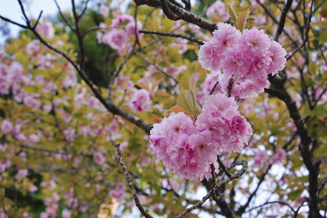 茉莉さんのインスタグラム写真 - (茉莉Instagram)「岩手県で外せないおすすめスポット！ 世界遺産の『中尊寺』⛩ . . 平安時代末期… 奥州藤原氏によって建立された中尊寺。 度重なる戦によって命を落とした人々… 敵味方含め、全てのの霊を慰め弔う為に建てられたのだそう🤲 . . 一歩、足を踏み入れただけで空気がガラッと変わり、厳格で神秘的な感じがしました✨ . . (4枚目)は まさかの野生のカモシカさんに遭遇！💥 かなりテンパりましたが、もしかして何かメッセージ✉️をくれてたのかなぁ？と思ってます😌💛 . .  (5枚目) 最後は弁慶の顔はめパネルに、 私と🐶×2で無理やり突っ込んでみたよ🤣笑 . . #中尊寺#平泉#岩手観光#岩手旅#世界遺産#女一人旅#犬連れ旅#わんことお出かけ #車中泊#バンライフ#デリカd5がある生活 #日本一周#東北旅行 #東北一周#solotravel #vanlife#japantravel #iwateken」7月18日 20時04分 - mari._xx