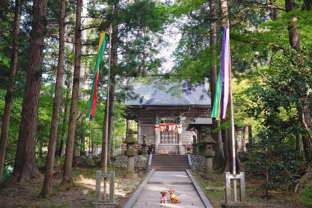 茉莉のインスタグラム：「岩手県で外せないおすすめスポット！ 世界遺産の『中尊寺』⛩ . . 平安時代末期… 奥州藤原氏によって建立された中尊寺。 度重なる戦によって命を落とした人々… 敵味方含め、全てのの霊を慰め弔う為に建てられたのだそう🤲 . . 一歩、足を踏み入れただけで空気がガラッと変わり、厳格で神秘的な感じがしました✨ . . (4枚目)は まさかの野生のカモシカさんに遭遇！💥 かなりテンパりましたが、もしかして何かメッセージ✉️をくれてたのかなぁ？と思ってます😌💛 . .  (5枚目) 最後は弁慶の顔はめパネルに、 私と🐶×2で無理やり突っ込んでみたよ🤣笑 . . #中尊寺#平泉#岩手観光#岩手旅#世界遺産#女一人旅#犬連れ旅#わんことお出かけ #車中泊#バンライフ#デリカd5がある生活 #日本一周#東北旅行 #東北一周#solotravel #vanlife#japantravel #iwateken」