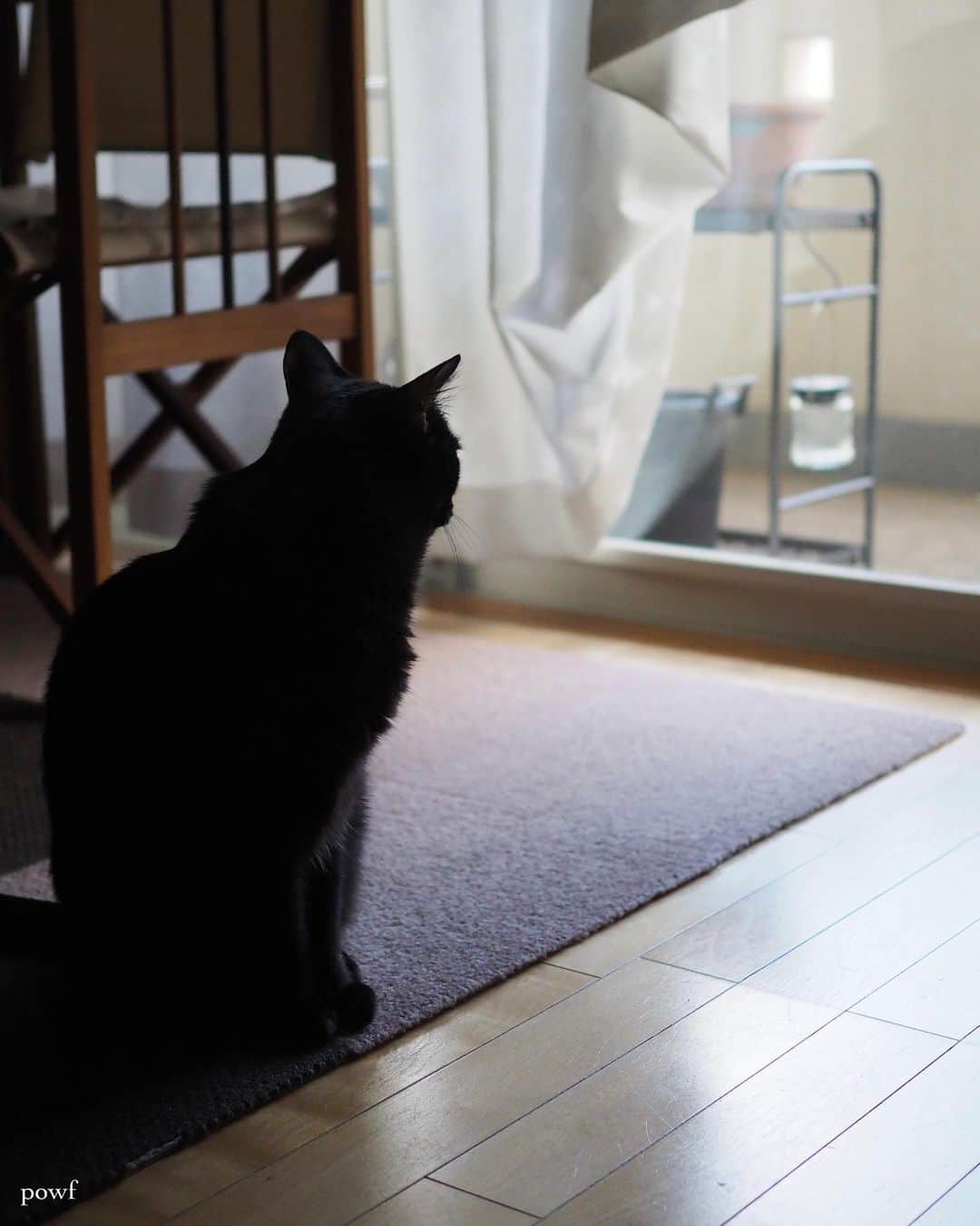 anemone_69のインスタグラム：「🐈‍⬛ . #ハカセとキョウジュ #blackcat #黒猫 #cat #猫 #保護猫 . . .」