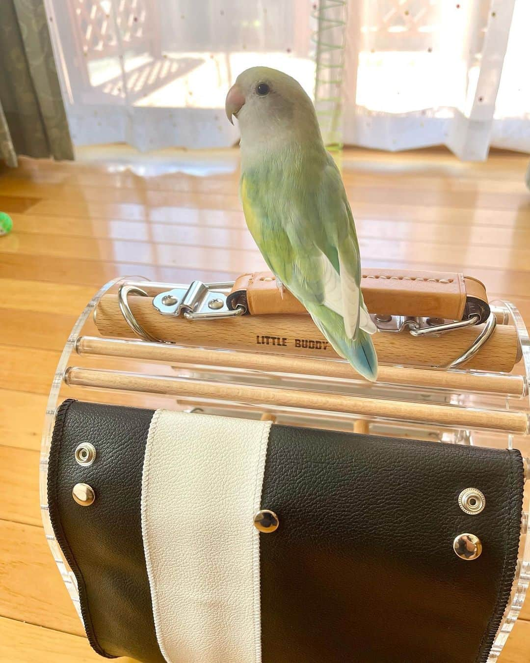 SAORIさんのインスタグラム写真 - (SAORIInstagram)「. 🐦🍏　I want to go out！ * * 今日もお出かけして ばぁばに会いに行きたいねねくん そんなに毎日行けませんよー かわいい顔してもだめでーす また週末に行こうね☺︎ * * 2023.7.18  #インコ #コザクラ #コザクラインコ #小桜インコ #小鳥 #peachfacedlovebird #agapornis #agapornisroseicollis #lovebird #petbird #parakeet #bird #birb #birdsofinstagram #animalsco  #weeklyfluff #kawaii #Sittich  #perruche #잉꼬 #papagei #papagaio #papağan #thisweekoninstagram #animalvideo #animalvideos」7月18日 20時35分 - ramune0123