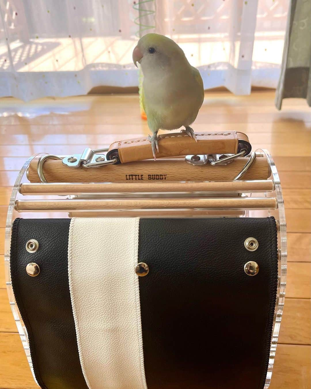 SAORIさんのインスタグラム写真 - (SAORIInstagram)「. 🐦🍏　I want to go out！ * * 今日もお出かけして ばぁばに会いに行きたいねねくん そんなに毎日行けませんよー かわいい顔してもだめでーす また週末に行こうね☺︎ * * 2023.7.18  #インコ #コザクラ #コザクラインコ #小桜インコ #小鳥 #peachfacedlovebird #agapornis #agapornisroseicollis #lovebird #petbird #parakeet #bird #birb #birdsofinstagram #animalsco  #weeklyfluff #kawaii #Sittich  #perruche #잉꼬 #papagei #papagaio #papağan #thisweekoninstagram #animalvideo #animalvideos」7月18日 20時35分 - ramune0123