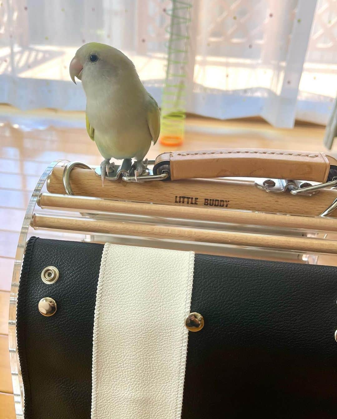 SAORIさんのインスタグラム写真 - (SAORIInstagram)「. 🐦🍏　I want to go out！ * * 今日もお出かけして ばぁばに会いに行きたいねねくん そんなに毎日行けませんよー かわいい顔してもだめでーす また週末に行こうね☺︎ * * 2023.7.18  #インコ #コザクラ #コザクラインコ #小桜インコ #小鳥 #peachfacedlovebird #agapornis #agapornisroseicollis #lovebird #petbird #parakeet #bird #birb #birdsofinstagram #animalsco  #weeklyfluff #kawaii #Sittich  #perruche #잉꼬 #papagei #papagaio #papağan #thisweekoninstagram #animalvideo #animalvideos」7月18日 20時35分 - ramune0123