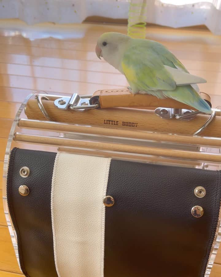 SAORIのインスタグラム：「. 🐦🍏　I want to go out！ * * 今日もお出かけして ばぁばに会いに行きたいねねくん そんなに毎日行けませんよー かわいい顔してもだめでーす また週末に行こうね☺︎ * * 2023.7.18  #インコ #コザクラ #コザクラインコ #小桜インコ #小鳥 #peachfacedlovebird #agapornis #agapornisroseicollis #lovebird #petbird #parakeet #bird #birb #birdsofinstagram #animalsco  #weeklyfluff #kawaii #Sittich  #perruche #잉꼬 #papagei #papagaio #papağan #thisweekoninstagram #animalvideo #animalvideos」