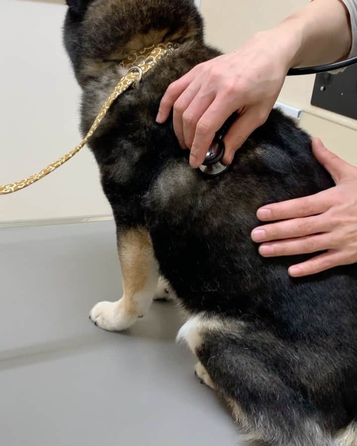 吾子のインスタグラム：「・ ・ 今日は病院へ🏥 初のエコー検査の日🐶💦 ・ 多飲多尿、さらに良くなり9割回復した感じ🙆🏻‍♀️ ・ 血液検査は聞き間違いで、3週間後でした🐶💦肝臓の数値はすぐに戻らないので1ヶ月後みたいです ・ 良くなってるといいなあ🙍🏻‍♀️ ・ エコー検査ガクブルでしたが、終わったらモリモリおやつもらってました笑 ・ 胆嚢は胆泥という状況で経過観察です。年齢による物みたいですね🐶 ・ 背中全体が変形性脊椎症なので、あんまり激しく走るのは🙅🏻‍♀️トマムで沢山走っちゃったけど…ジャンプとかはさせないようにしないとー ・ ・ ・ ・ ・ #お腹剃りました #他の内臓は綺麗な状態です🙆🏻‍♀️ #sapporo  ・ 北海道の柴犬 #柴北会 の皆ワン🐶暑い日は水いっぱい飲もう〜🐶✨ ・ #adorable #instadog#shibainu#dog#柴犬ライフ #instashiba#柴犬マニア #9gag #barked #kuroshiba#socute #cutedog#いぬのきもち #黒柴 #dogstagram_japan」