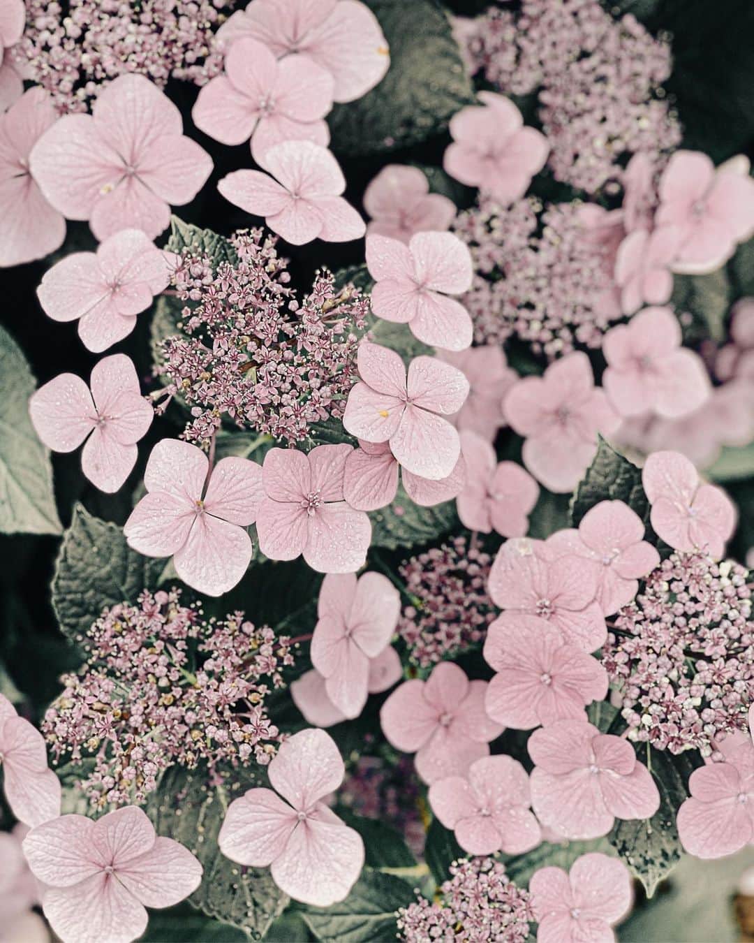 Yukicoさんのインスタグラム写真 - (YukicoInstagram)「𓆱𓆸𓆹𓆺  🍃🌸🍃🌸🍃 おかえり𝐦𝐨𝐝𝐞  ————————————————————— 見てくださる方にプラスになる投稿をしていきます 是非いいね♡フォロー♡ よろしくお願いいたします𓅟 私の写真の編集については フォトレッスンでレクチャーをしています —————————————————————  #flowers#flowerpower#flowerphotography#flowerporn#flowerslovers#flowerstagram#bouquet#bouquets#btsarmy#jiminpen#btsjimin #ジミンペン」7月18日 20時44分 - yukicolifecom