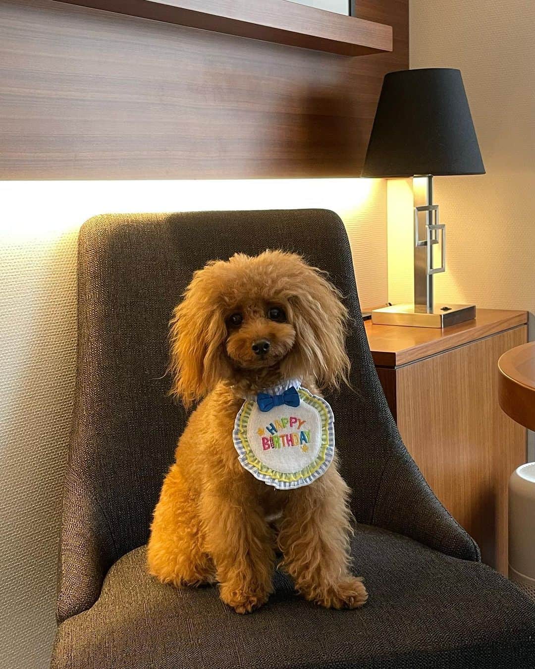 のインスタグラム：「HBD🎂TARUTO!!  可愛い可愛いうちの子が 7/15で2才を迎えました。  "タルト"の名前は1番に浮かんできた名前。 アプリコットなので色から連想しつつ、 少年っぽくって純粋な子だなと感じたのが 名付けの決め手でした！ 人でも"◯◯と"の男の子多いし。  感情がとんでもなく豊かで、 コミュニケーション上手なタルト。  お話しが通じすぎて、よく笑う子。 人みたい！とよく言われます笑  おもちゃ遊びが大好きで ダッシュの速度はバイク並み。 お散歩では私も爆走しています←  私のそばにずっといる甘えんぼさんで 心優しいわんちゃんです。  最後の写真と動画は今日のお散歩後。  またいこうね〜♬といつも約束してます。 満足げなお顔をみて、私も幸せ貰ってます。 （喋り方が変わっちゃうのはお許しを。笑）  これからもたーちゃんの笑顔を守っていきます🖤  毎日100回位可愛いと大好きを伝えているけど、 これからも愛されてる実感を持ちながら 健康にそして元気に過ごしてほしいです。  タルトと仲良くしてくれるお友達たちも いつもありがとう！  2才のたーちゃんも宜しくね🐶」