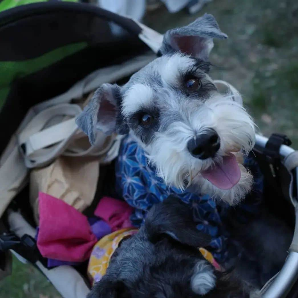 モラキジドッグさんのインスタグラム写真 - (モラキジドッグInstagram)「犬夜市3日間有り難うございました✨  か～なり見付けづらい場所にひっそりとモラキジ商品置かせて頂いていたので探しに来て下さり嬉しかったです✨  久しぶりにお会いできお話し出来て楽しかった♪  岡本の事、ララの事、色々と心配して下さり有り難うございました！  お久しぶりな出店者さんともお会いできてパワーを頂いた3日間でした💪  触れ合い大事。 また、イベント出れるように頑張ろう！  暑い中、本当に有り難うございました✨ * #犬夜市 #マカマカハワイ #ハーズ #モラキジドッグ #richogr3」7月18日 21時04分 - morakijidog