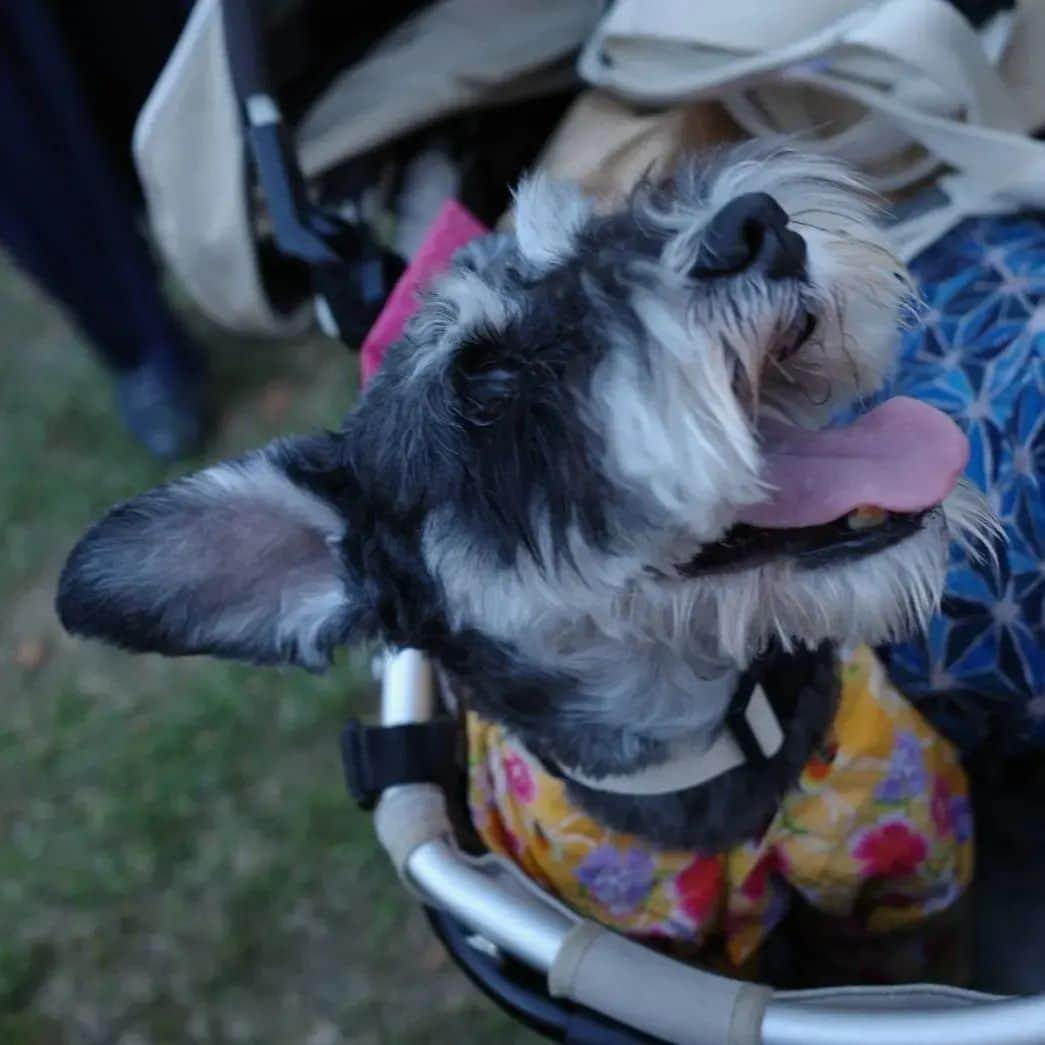 モラキジドッグさんのインスタグラム写真 - (モラキジドッグInstagram)「犬夜市3日間有り難うございました✨  か～なり見付けづらい場所にひっそりとモラキジ商品置かせて頂いていたので探しに来て下さり嬉しかったです✨  久しぶりにお会いできお話し出来て楽しかった♪  岡本の事、ララの事、色々と心配して下さり有り難うございました！  お久しぶりな出店者さんともお会いできてパワーを頂いた3日間でした💪  触れ合い大事。 また、イベント出れるように頑張ろう！  暑い中、本当に有り難うございました✨ * #犬夜市 #マカマカハワイ #ハーズ #モラキジドッグ #richogr3」7月18日 21時04分 - morakijidog