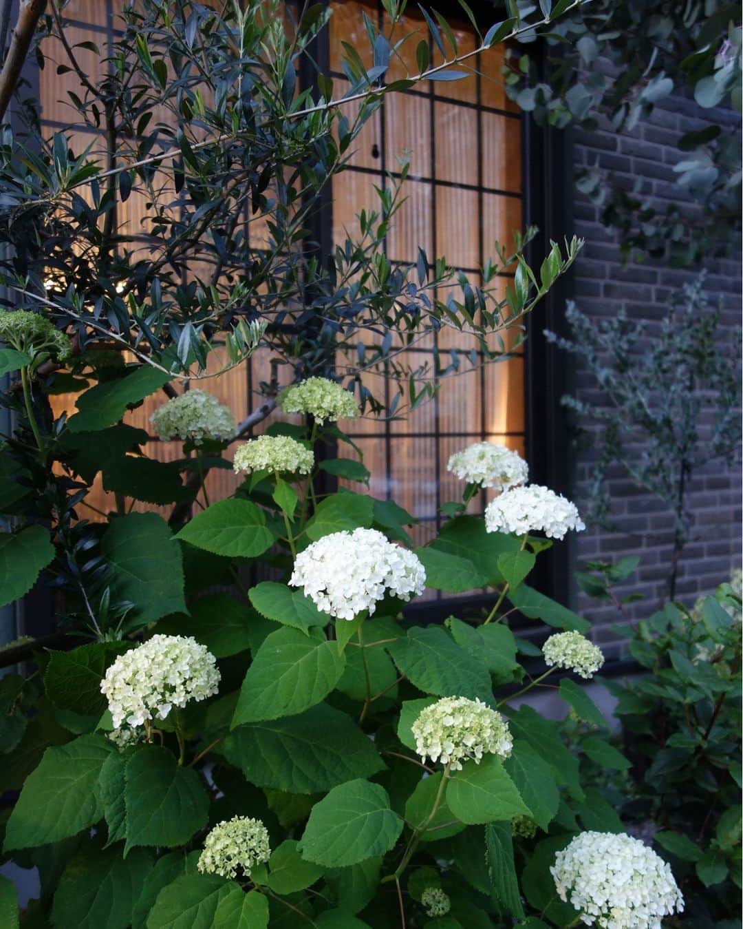 ムクリ［mukuri］さんのインスタグラム写真 - (ムクリ［mukuri］Instagram)「家時間を楽しむために大切にしている４つのこと〜雰囲気のある暮らし  HANAさんが暮らしの中で大切にしている  その時々の自分の気持ちに寄り添い雰囲気に浸れる時間。   雰囲気作りで大切にしている４つのことは  １．明かりを灯す  ２．旬の花や枝ものを飾る  ３．季節の移ろいを感じる  ４．お気に入りの器や花瓶を取り入れる   季節ごとに変わってていく部屋の様子を  「インテリア」と捉え、楽しむ。   季節や時間その時々の違いを楽しむことで  いつもの暮らしの中にも新たな発見があります。   家時間を充実させる  HANAさんの雰囲気のある暮らしをぜひご覧ください♪  ▶︎ご紹介した読みもの 「家時間」と検索するとご覧いただけます  –––––––––––––––––– ムクリ公式アカウントでは くらしの中にある"好き"や"コダワリ"を毎日お届け。  インテリア、整理収納から家づくりなど 日常で参考になる情報から サラッと読める短編コラムまで ご紹介していますのでフォローしてぜひご覧ください。 ▶︎ @mukuri_official ・  「 #ムクリ 」のタグもいつも楽しく拝見しています☺️  オリジナルブランドは @daily_mukuri  くらしの中にあったらいいいな、 そんな商品を企画・制作、集めています。 ––––––––––––––––––  #植物のある暮らし #グリーンのある暮らし#緑のある暮らし #花のある暮らし #リビングインテリア #リビング #インテリア #インテリアコーディネート #おうち時間 #おうちカフェ #日々のこと #暮らしを楽しむ#観葉植物のある暮らし #雰囲気のある暮らし #ランブ #テーブルコーディネート  #テーブルコーデ#くらしの編集#ムクリ」7月18日 21時15分 - mukuri_official