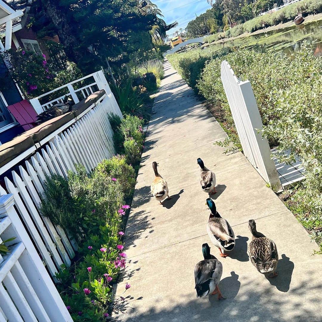 のインスタグラム：「カルガモさんのお散歩に参加してみた🦆…   #venice   #america   #yuukastagram」