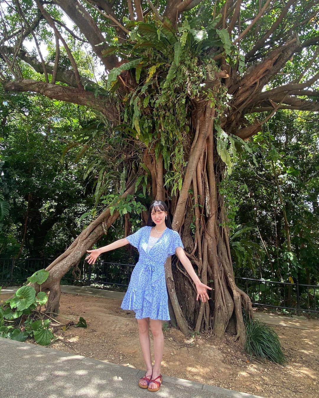 村星りじゅ（ukka）のインスタグラム：「＊ 沖縄2日目はライブ前にみんなで 首里城 方面に行きました！ ⁡ 行く道の途中の 大きいガジュマルの木から とてもパワーを感じました、、！ ⁡ そのあと食べたBLUE SEALのアイスも 美味しかったです🍦 ⁡ #沖縄#okinawa#首里城#ガジュマル #blueseal#ブルーシール#アイスクリーム  #ukka#村星りじゅ」
