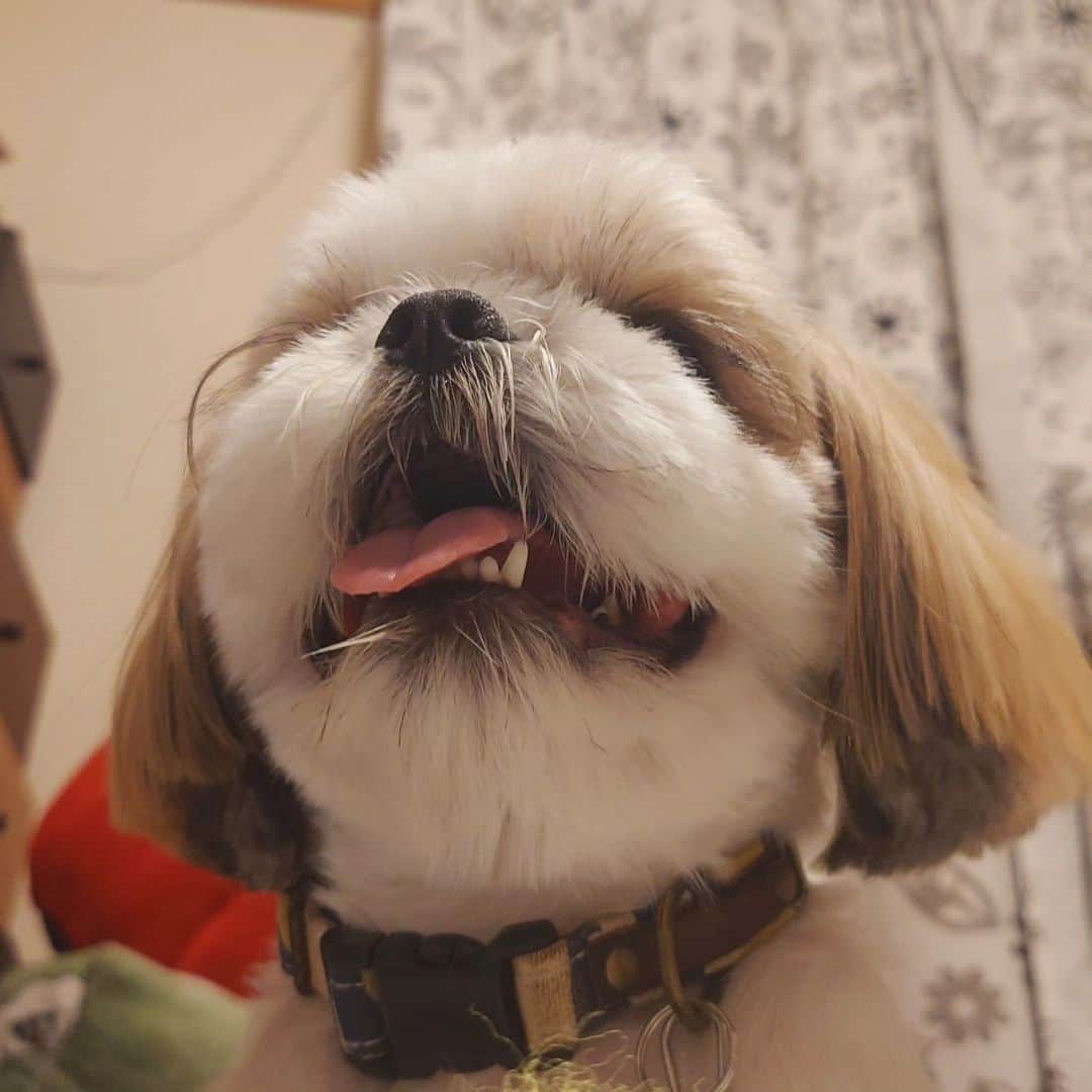 Kukkaのインスタグラム：「はわー #シーズー」