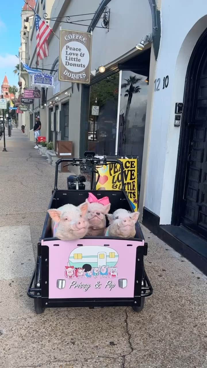 Priscilla and Poppletonのインスタグラム：「Peace, Love, Little Pigs & Little Donuts.☮️💗🐷🍩 We had so much fun riding our bunch bike through downtown St. Augustine. Of course, we had to make a pig stop for a little snack. #pigswillbepigs #staugustine #bunchbike #peaceloveandlittledonuts #piggypenn #posingposey #PrissyandPop」