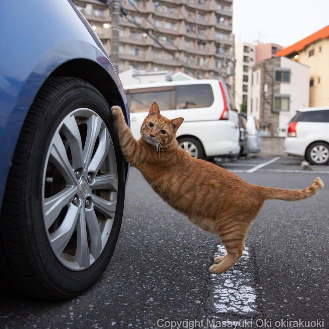Masayukiさんのインスタグラム写真 - (MasayukiInstagram)「あるある探検隊。  #cat #ねこ #猫 #東京カメラ部 #nekoclub  #mmgtw #my_eos_photo  #yourshotphotographer」7月19日 8時09分 - okirakuoki