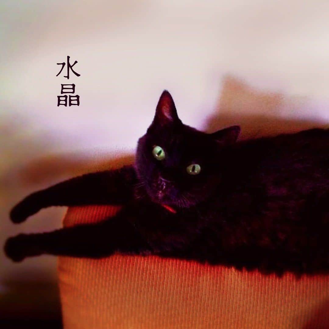 川江美奈子さんのインスタグラム写真 - (川江美奈子Instagram)「・ 川江美奈子『水晶』  本日、ストリーミング、ダウンロードにて配信リリースいたしました！  これは… まっくろでカギしっぽの、18年間一緒に暮らした猫の話。 よく前脚をまっすぐに伸ばした格 好でじっと私を見ていました。恋に泣いた日も、新しい歌が完成した日も。独り言を呟いては一喜一憂している人間を、静かに観察しているかのようでした。   愛猫との日々を描くなら、インドアな日常の空気感までまるごと閉じ込めたい！と思いました。言葉以上に繋がる何かと出会うことが、人生には時々ある、、動物だったり映画や景色だったり。単純に、私生きてるー！と感じさせてくれるもの。 皆さんの水晶はなんですか。 覗こうにも覗けない、とても個人的な、密室的愛情の話。  プロフィールからリンクに飛べます♪ぜひ、たくさん聴いていただけたら嬉しいです😆  #川江美奈子 #水晶 #ほぼ毎月配信リリース #7月度」7月19日 0時29分 - minakokawae