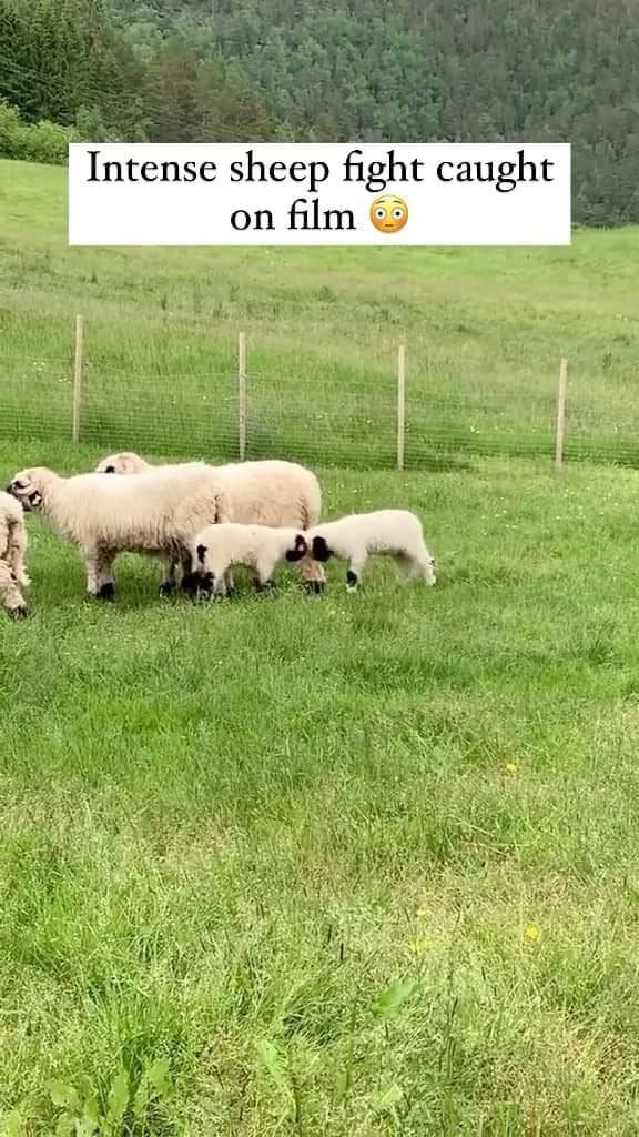 のインスタグラム：「The cutest fight ever? 🥹  Video credit: @fjordgarden_   #cuteanimals #sheep #sheepfarming #cutesheep #babysheep #sheepsofinstagram #animallovers #reels #animalreels #animalvideos #animallover」