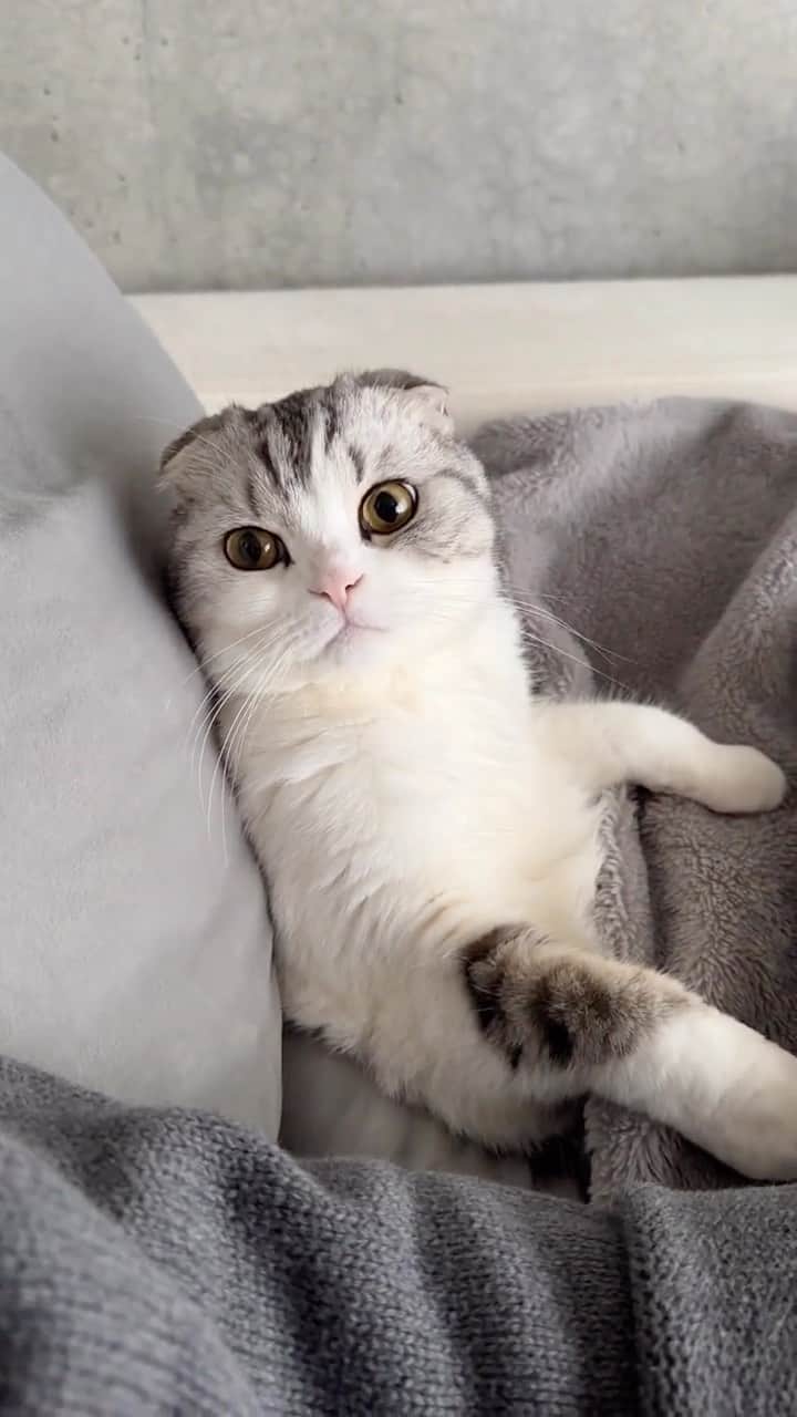 Cute Pets Dogs Catsのインスタグラム：「FOR FREE?🦶  Credit: beautiful muu_daybyday (tt) ** For all crediting issues and removals pls 𝐄𝐦𝐚𝐢𝐥 𝐮𝐬 ☺️  𝐍𝐨𝐭𝐞: we don’t own this video/pics, all rights go to their respective owners. If owner is not provided, tagged (meaning we couldn’t find who is the owner), 𝐩𝐥𝐬 𝐄𝐦𝐚𝐢𝐥 𝐮𝐬 with 𝐬𝐮𝐛𝐣𝐞𝐜𝐭 “𝐂𝐫𝐞𝐝𝐢𝐭 𝐈𝐬𝐬𝐮𝐞𝐬” and 𝐨𝐰𝐧𝐞𝐫 𝐰𝐢𝐥𝐥 𝐛𝐞 𝐭𝐚𝐠𝐠𝐞𝐝 𝐬𝐡𝐨𝐫𝐭𝐥𝐲 𝐚𝐟𝐭𝐞𝐫.  We have been building this community for over 6 years, but 𝐞𝐯𝐞𝐫𝐲 𝐫𝐞𝐩𝐨𝐫𝐭 𝐜𝐨𝐮𝐥𝐝 𝐠𝐞𝐭 𝐨𝐮𝐫 𝐩𝐚𝐠𝐞 𝐝𝐞𝐥𝐞𝐭𝐞𝐝, pls email us first. **」