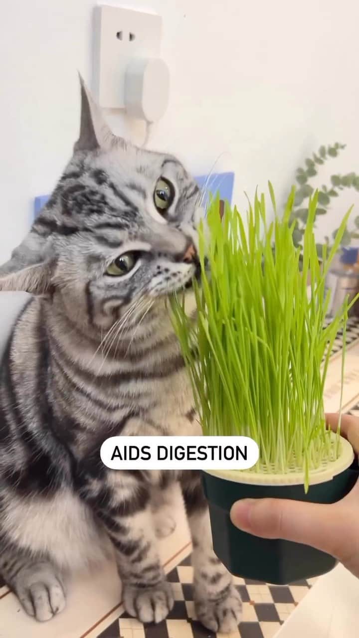 Cute Pets Dogs Catsのインスタグラム
