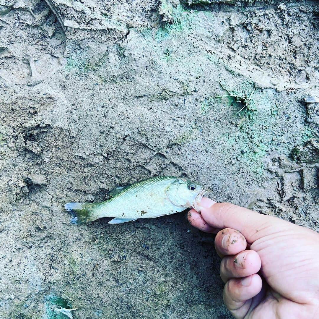 進祐哉さんのインスタグラム写真 - (進祐哉Instagram)「連戦前のオフに🎣 夏をなめすぎた男達は遂に雄蛇ヶ池を攻略した👊 昼からやるのはやめようと思います🥵  #ペスカリブレ」7月19日 4時04分 - susumu.0114