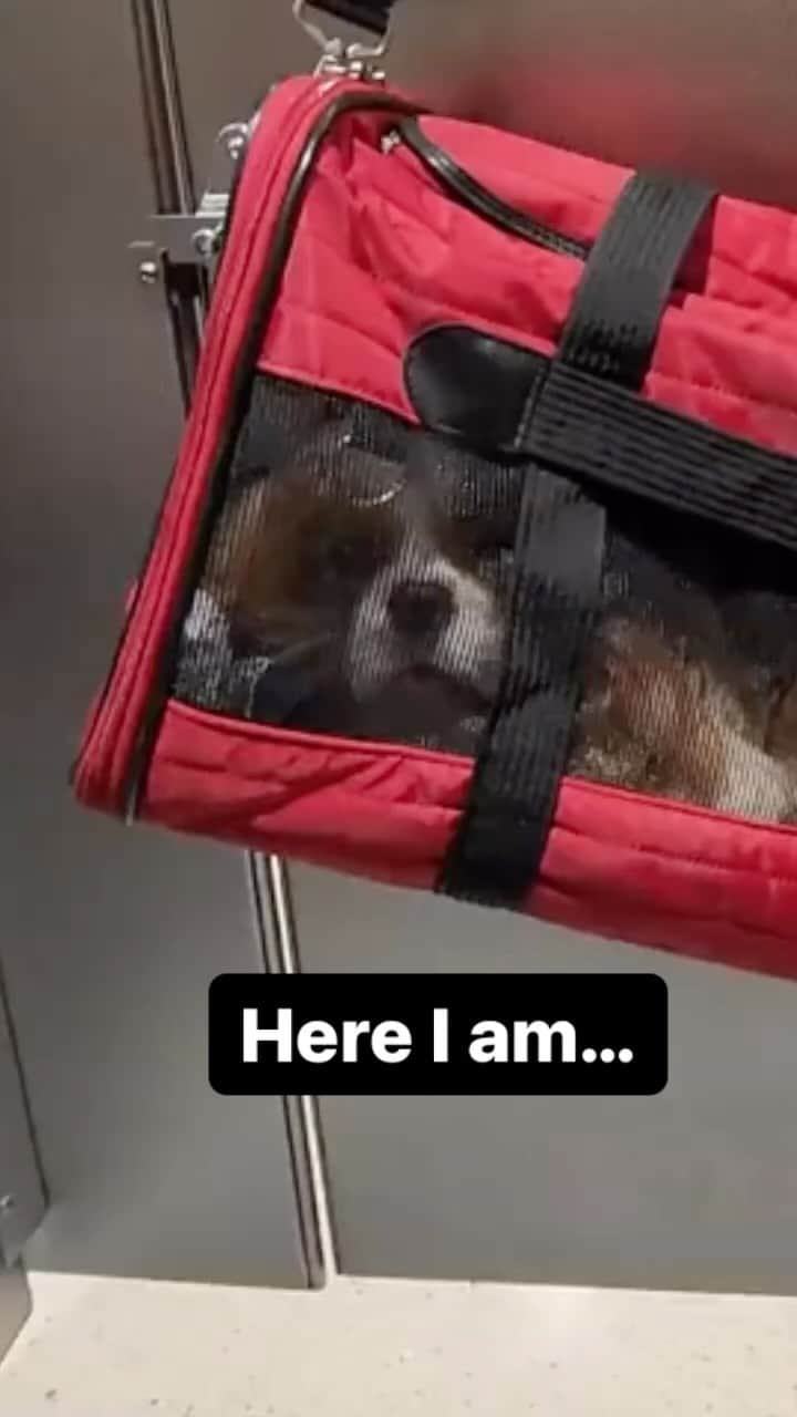 アメリカ運輸保安局のインスタグラム：「What a paw-fect hanging spot…  Fur reals, it’s way better than the bathroom floor. Are you a pet parent who’s finding it ruff to dig up travel answers? Allow us to unleash a step by step guide on traveling with your small friends:  🐶 It’s vi-tail you understand your airlines exact rules. Each one may have specific paw-licies concerning pet sizes, carriers and types of animals they allow on the plane.  🐶 You’re fur-miliar with all those rules and ready to go through security. Before X-ray screening begins remove your bestie from their safe space. Send the carrier and any accompanying items through the X-ray.  🐶 We aren’t barking at you here, but dog-gone it NEVER, we repeat NEVER send a pet through the X-ray!  🐶 It’s not far-fetched that your furry friend likes to make an escape from your arms. If that’s the case, be your pets bone-ifide best advocate and ask our officers about private screening options.  Have a paw-some day!  #PetTravel #PetsOfIG #PetCarrier #PetLovers #PetFunny  Video by @thehuggablecav」
