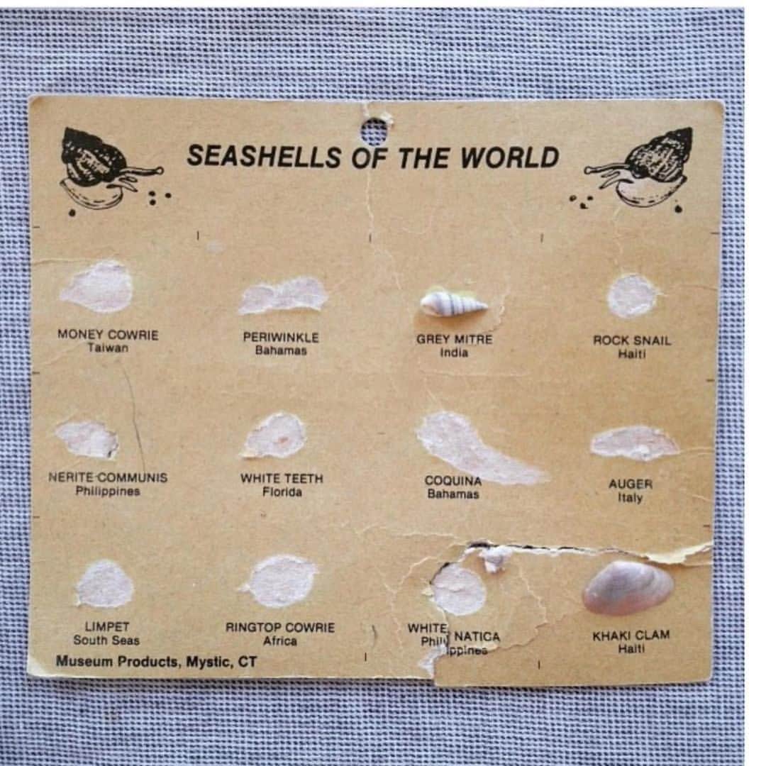 エイミー・セダリスさんのインスタグラム写真 - (エイミー・セダリスInstagram)「#seashells  ・・・ @lenkaclaytonstudio」7月19日 4時33分 - amysedaris