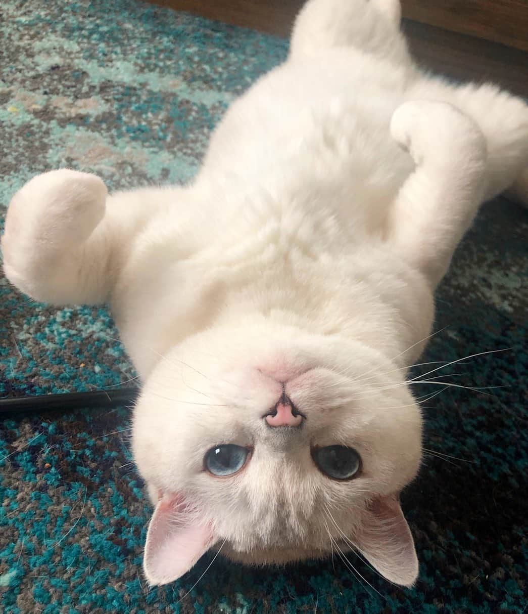 ミスター・ホワイトのインスタグラム：「Upside down kisses 😽 🩵   #cats #cat #catsofinstagram #love #coffee #iloafyou」