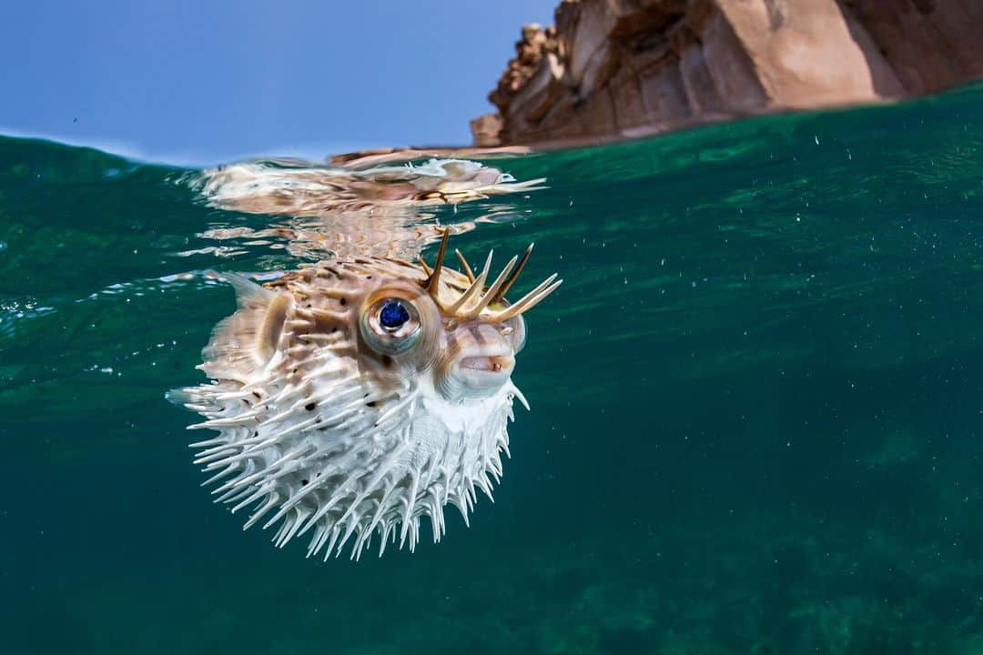 アニマルプラネットさんのインスタグラム写真 - (アニマルプラネットInstagram)「Have you ever seen a pufferfish in real life? 🤿  📸: Brent Durand   #Pufferfish #Travel #Explore #Ocean #Wildlife」7月19日 5時05分 - animalplanet