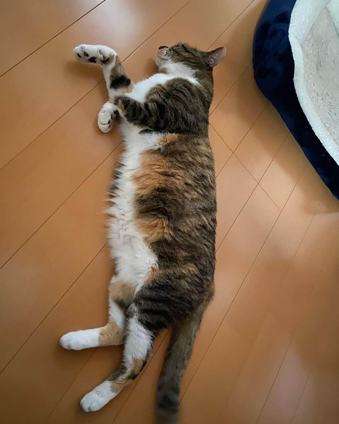 のインスタグラム：「今日も朝のルーティンが終わりボー、コロンしているミミさん。 さて私ももう少し寝ようかなと思いきやこの後又ベランダへ出たいとニャ〜ニャ〜。はいはい分かりましたミミ様🐈」