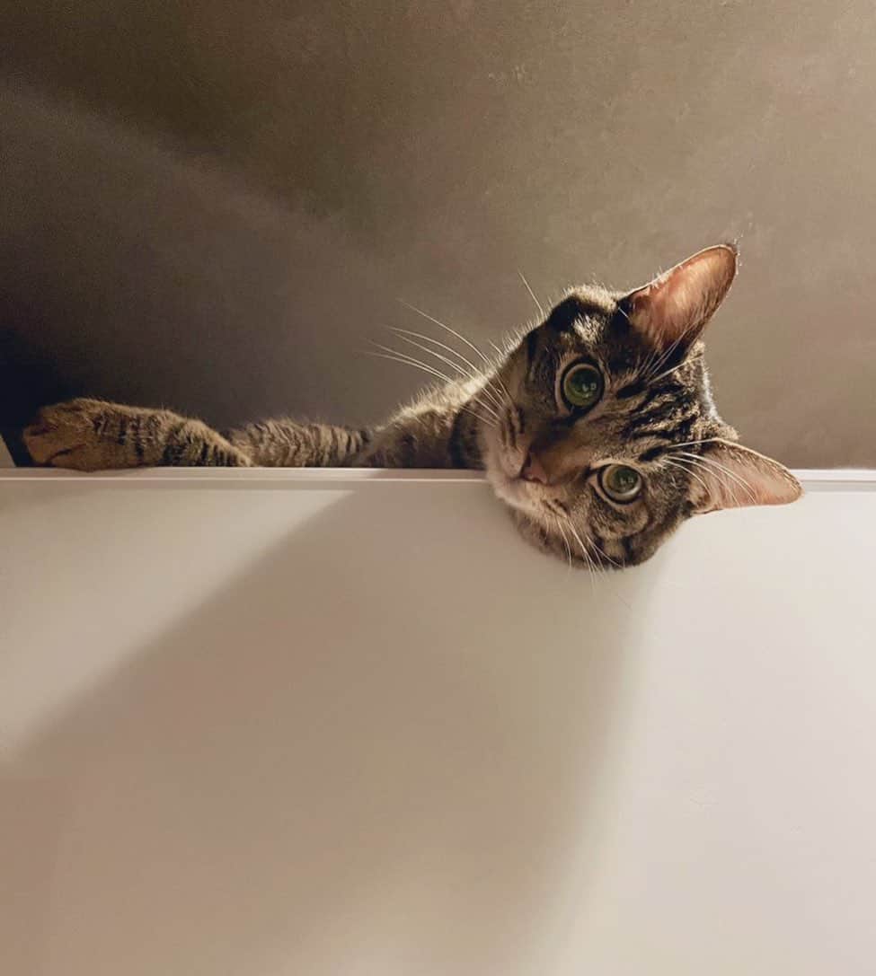 久保亜沙香のインスタグラム：「おはようございます🐈」