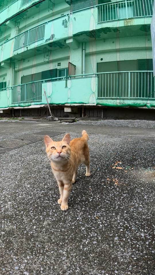 感動猫動画のインスタグラム：「港の広場にあるベンチに座ると野良猫が寄ってきた」