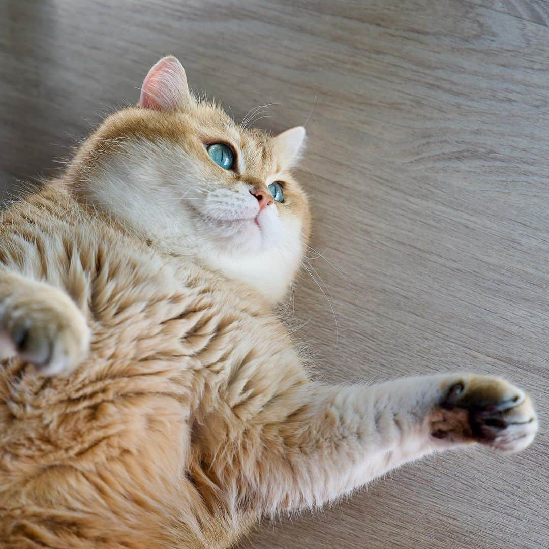 Hosicoさんのインスタグラム写真 - (HosicoInstagram)「Hold my paw! 🐾」7月19日 17時36分 - hosico_cat