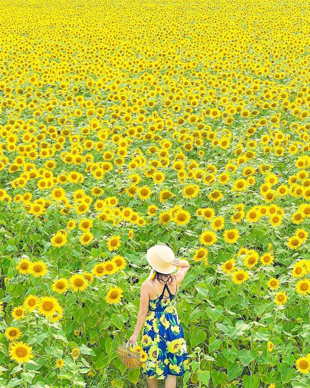 ジェットスター航空のインスタグラム：「行きたい！と思ったら【いいね❤️】 “次に行きたい”が見つかる#jettabi_japan ★ 有明海の干拓地に広がるひまわり畑🌻👒 #柳川ひまわり園   福岡県にある「柳川ひまわり園」は、夏になると多くの人が訪れる絶景スポット👀 約50万本もの大輪のひまわりが、有明海に面する広大な干拓地を埋めつくします🌻🌻 夏の青空と黄色いひまわりのコントラストは迫力満点🌈  夜にはライトアップされた幻想的なひまわり畑の風景を楽しむこともできるんでスター😌🌟   今年の見頃予想は8月中旬〜下旬となっていますが、最新情報はHPをチェック⚠️   今年は柳川ひまわり園で夏を満喫してみては？😎☀️  【柳川ひまわり園】 📍福岡県柳川市橋本町  -------------------------------------------- ／ 📣ジェットスターなら、福岡まで ＼ ✈︎東京（成田）から 片道¥5,580〜  --------------------------------------------  ジェットスター・ジャパン公式アカウント（@jetstar_japan）では「“次に行きたい”が見つかる」をテーマに就航地の魅力をご紹介✈️⭐️「#jettabi_japan」をつけて、皆さんのFun&Happyな旅の思い出をぜひご投稿ください！素敵なお写真は、公式アカウントでご紹介させていただきます♪  ⭐️Special thanks📸 by @hirosakimisa_jewelrytrunk（1枚目） / @_photo.m.r.n（2枚目） / @sakakid（3枚目）/ @_ma__i_（4枚目）/ @413memories （5枚目）/ @_tonton_gram_ （6枚目） --------------------------------------------  ※運賃はエコノミークラス「Starter」。支払手数料、空港使用料等が別途必要です。受託手荷物の料金は含まれません。諸条件が適用されます。 ※就航地のご紹介内容に関する最新情報は、下記の参照サイト等でご確認ください。 -------------------------------------------- 【参照サイト】 柳川市観光サイト「ゆつら〜っと柳川」、ひまわり畑ネット --------------------------------------------  #福岡 #福岡観光 #福岡旅行 #ジェットスター #jetstar #jetstar_japan #LCC #飛行機 #trip #旅好きな人と繋がりたい #柳川 #柳川観光 #柳川旅行 #国内旅行 #夏旅行計画 #福岡デート #fukuokaprefecture #コスパ旅 #女子旅 #福岡絶景 #福岡おでかけ #九州旅行 #九州ドライブ #花スポット #ひまわり好き #sunflowerlovers #夏スポット #후쿠오카」