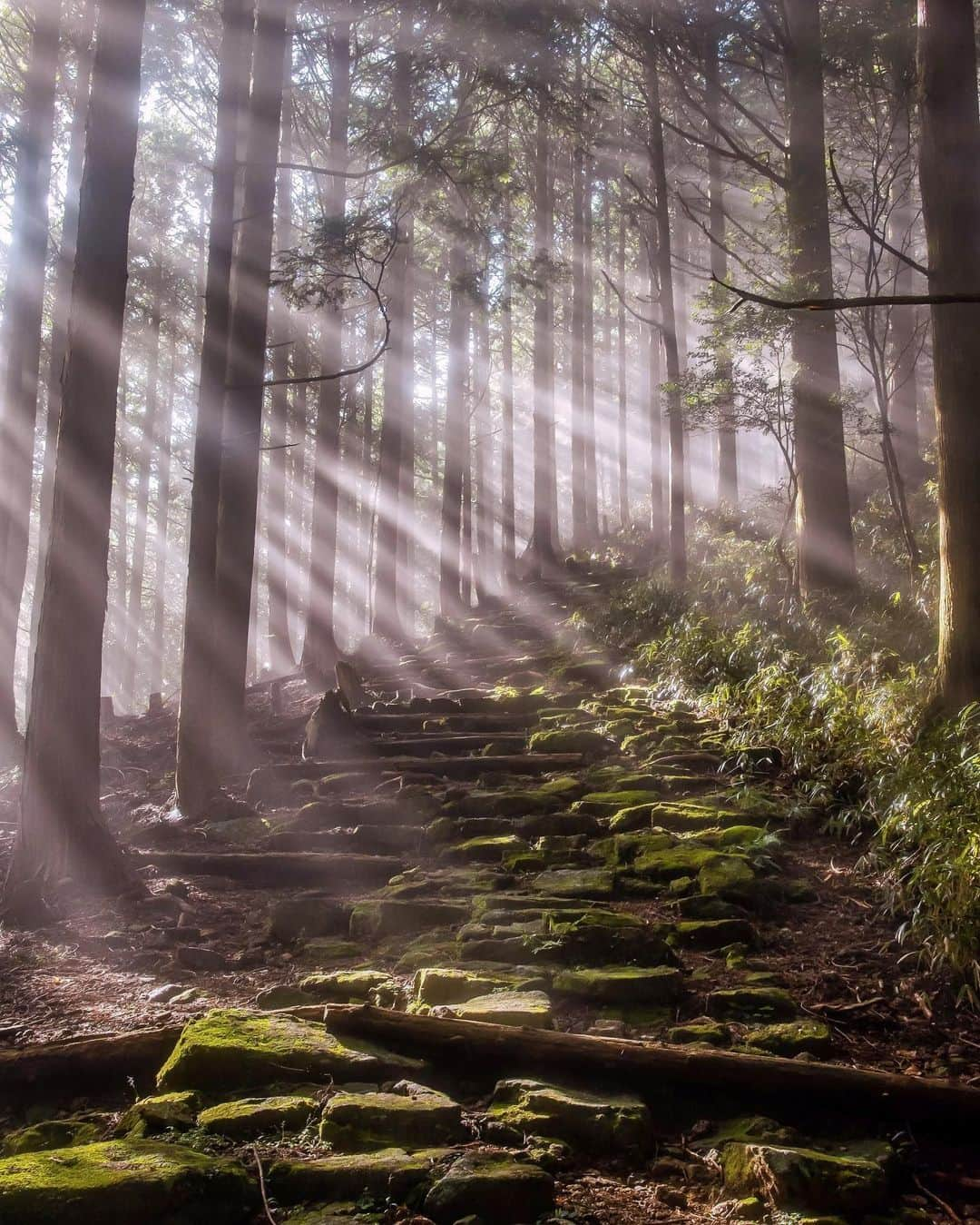 Visit Wakayamaさんのインスタグラム写真 - (Visit WakayamaInstagram)「. The steep Dogiri-zaka slope is considered one of the hardest parts of the Kumano Kodo pilgrimage route, but hikers are rewarded with magical forest scenery. 📸 @donnyjkimball 📍 Dogiri-zaka, Wakayama  . . . . . #discoverjapan #unknownjapan #instajapan #landscape #japan #japantrip #japantravel #beautifuldestinations #wakayama #wakayamagram #explore #adventure #visitwakayama #travelsoon #visitjapan #travelgram #stayadventurous #igpassport #explorejapan #lonelyplanet #sustainabletourism #deepforest #dogirizaka #traveldeeper #bucketlist #nakahechi #kumano #komorebi #pilgrimpaths #kumanokodo」7月19日 18時00分 - visitwakayama