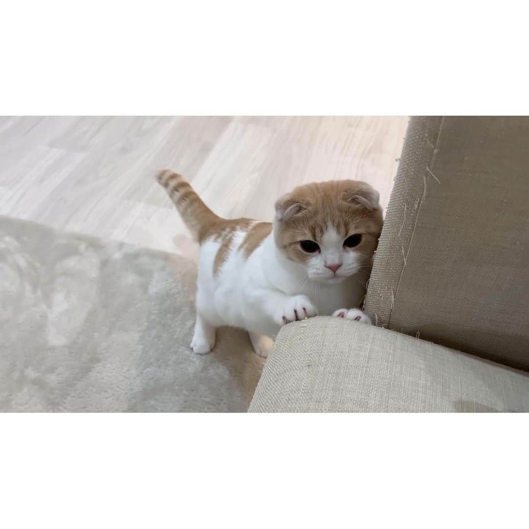 もちまるさんのインスタグラム写真 - (もちまるInstagram)「飼い主のチューを嫌がるはなまる」7月19日 18時02分 - catmotimaru