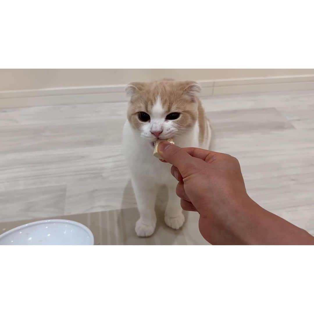 もちまるさんのインスタグラム写真 - (もちまるInstagram)「ワイルドにささみを食べるもち様」7月19日 18時03分 - catmotimaru